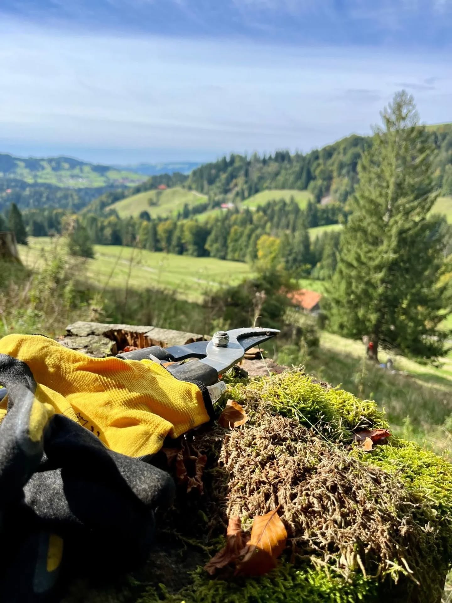Viele Hände, schnelleres Ende. Wie viele von euch wissen, gehört die Alpe Sonnhalde einem Verein - was in dieser Form äußerst rar sein dürfte. Vereinzelt haben uns Mitglieder in den letzten drei Jahren bereits immer wieder mal unterstützt, sei es beim Umbau, der Weidepflege oder eben auch beim Schwenden, also dem Entfernen von Bäumen und Gebüsch, welche die Weiden überwuchern und so die Kulturlandschaft und die Weidefläche für unser Vieh reduzieren. 
Wie gut, dass sich der Eigentümerverein, der "Verein zur Erhaltung Allgäuer Kulturlandschaft", genau dem verschrieben hat - und nun zum ersten Mal auch gemeinsam im Gelände angepackt hat. Und schön, dass vor allem ein paar neue Gesichter - unabhängig vom Alter - im Verein sind und Motivation für die körperlich herausfordernde Arbeit mitbringen. 
Die zehn-köpfige Truppe widmete sich zunächst Schwendarbeiten, bei denen die Flächen von Fichten, Buchen, Weiden, Hagebutten und mehr befreit wurden. Zudem konnte noch ein Teil der Sturmschäden aus dem Sommer aufgearbeitet werden. Dabei war unter anderem eine riesige Buche mitsamt kleineren Fichten vom Waldrand auf die Weidefläche gestürzt. Keine ganz ungefährliche Arbeit, die nun aber mit Brennholz für die Alphütte belohnt wurde. 
Ein paar hundert Quadratmeter Weide sind nun wieder freigelegt. Es warten aber noch ein paar zehntausend Quadratmeter, die wir in anderen Teilen der Alpfläche noch in einem weitaus stärker überwuchertem Zustand übernommen haben. Denn zuvor wurde über einen viel zu langen Zeitraum viel zu wenig Arbeit geleistet. 
Alleine sind wir gegen diese Wuchskraft der Natur aber nur der Zweitstärkste. Deswegen ist die Unterstützung, wie wir sie auch schon Anfang des Jahres durch den @naturparknagelfluhkette und die Firma @fruechtejork bekommen hatten, enorm wichtig, denn auf den Flächen aus dem Frühjahr konnten in diesem Sommer die Rinder bereits wieder grasen und durch Vertritt und Verbiss die bereits wieder frisch austreibenden Brombeeren zurückzudrängen. 
Und so hoffen wir, dass wir auch im kommenden Jahr wieder ein paar gute Zupack-Aktionen zustande bekommen. 
#alpesonnhalde #oberallgäu #allgäu #oberstaufen #fruechtejork #naturparknagelfluhkette