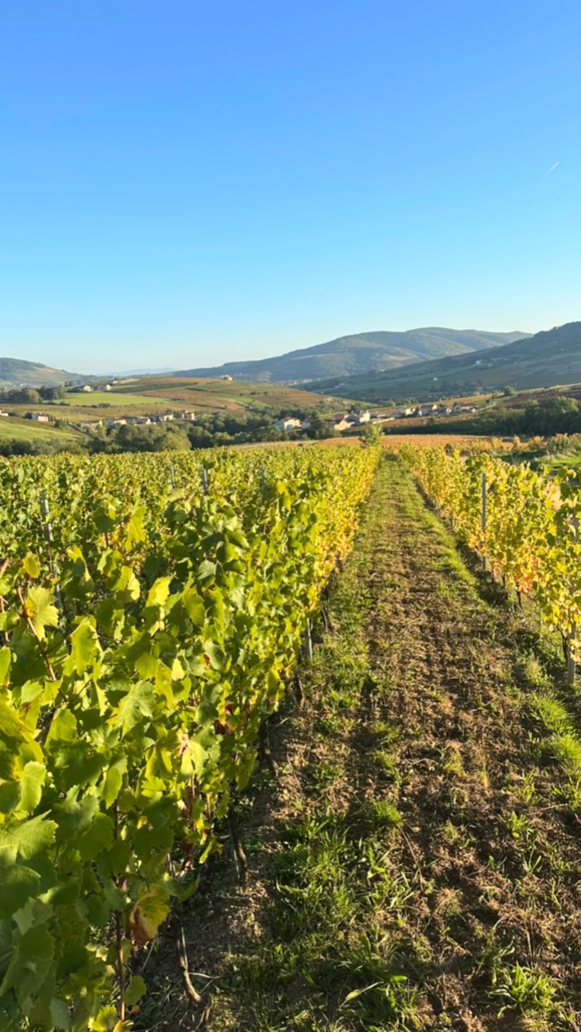 Point d’étape wine trip
#cannes #marcheforville #caviste #wine #winelover #winestagram #cannestagram #pinotnoir #chardonnay #gamay