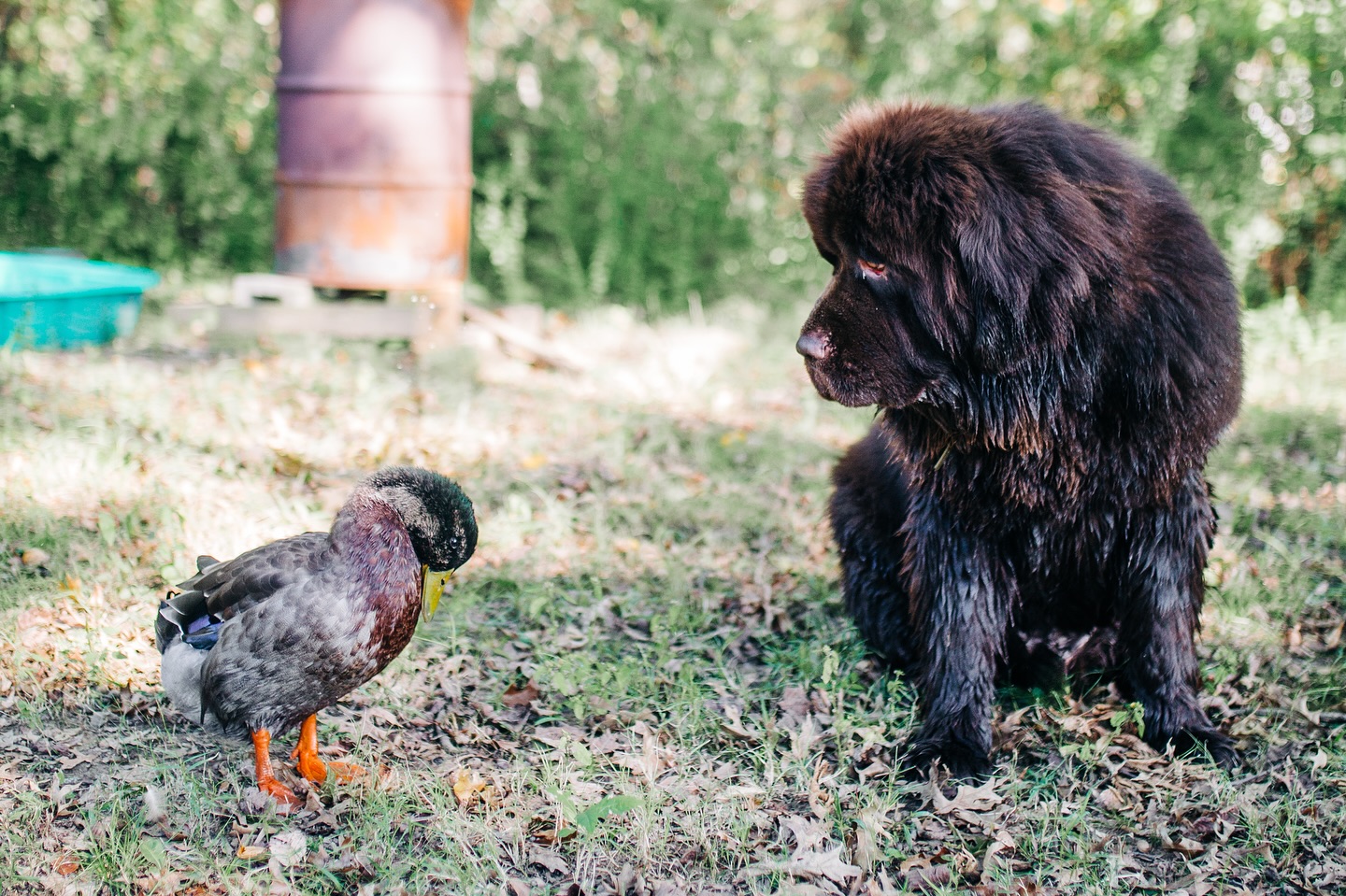 This time of year you will find a molting duck and a soggy dog hanging out together. 🦆🐶
📸 by the best @atlas.photo.colo
#bestfriends #dog #duck #bissandolee #ducksofinstagram #dogsofinstagram