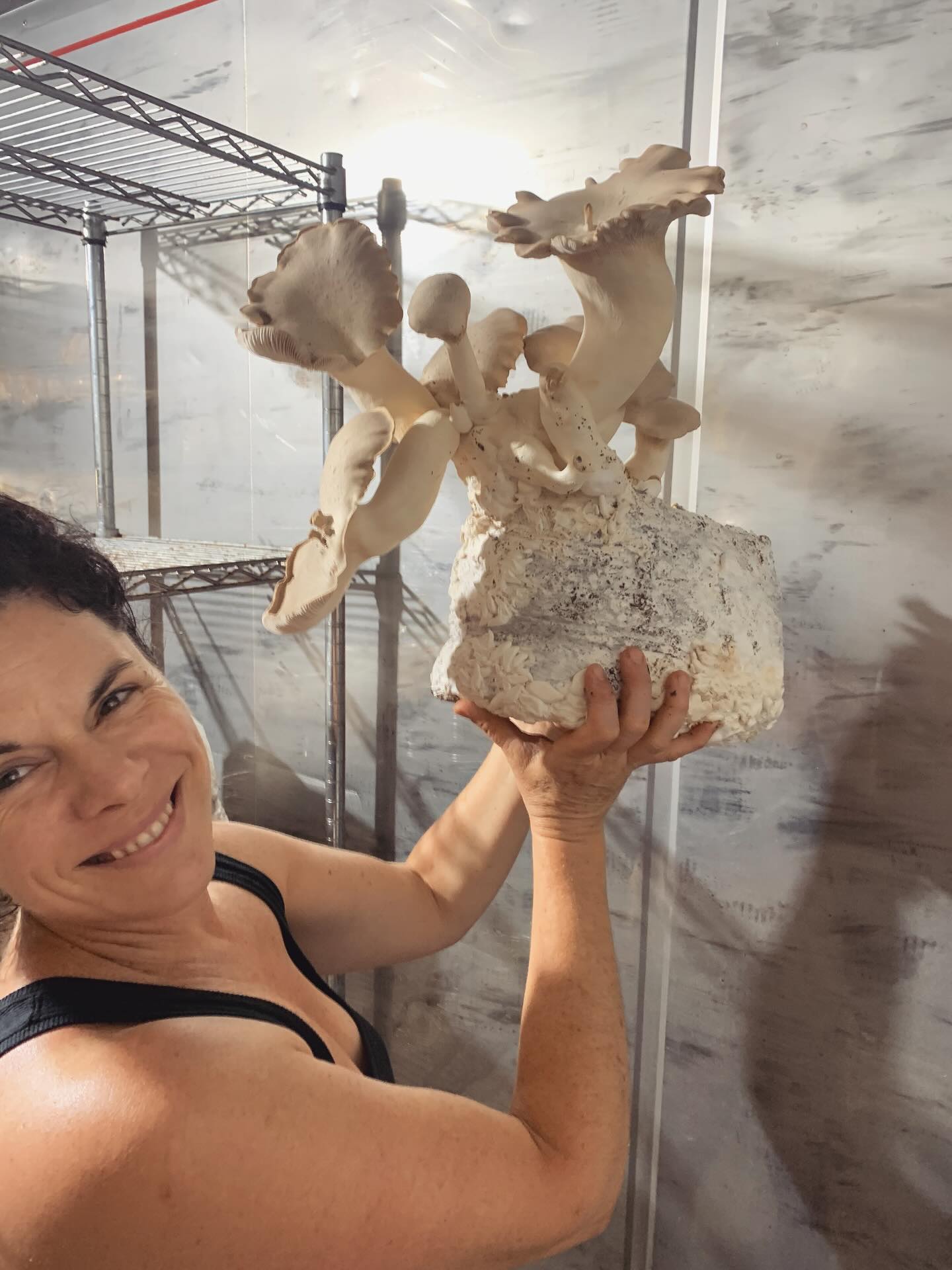 Jahdi’s a craftsman! There are #kingtrumpetmushrooms and there are Jahdi’s trumpets. This beauty is one of our typical giants, grown off a unique substrate recipe he has mastered over the past 13 years. We’ll have them for sale today at the @bellingenfarmersmarket 🍄🟫 see you there from 2.30pm #organicmushrooms #organicproduce #buylocal #maddrakemushroomfarm