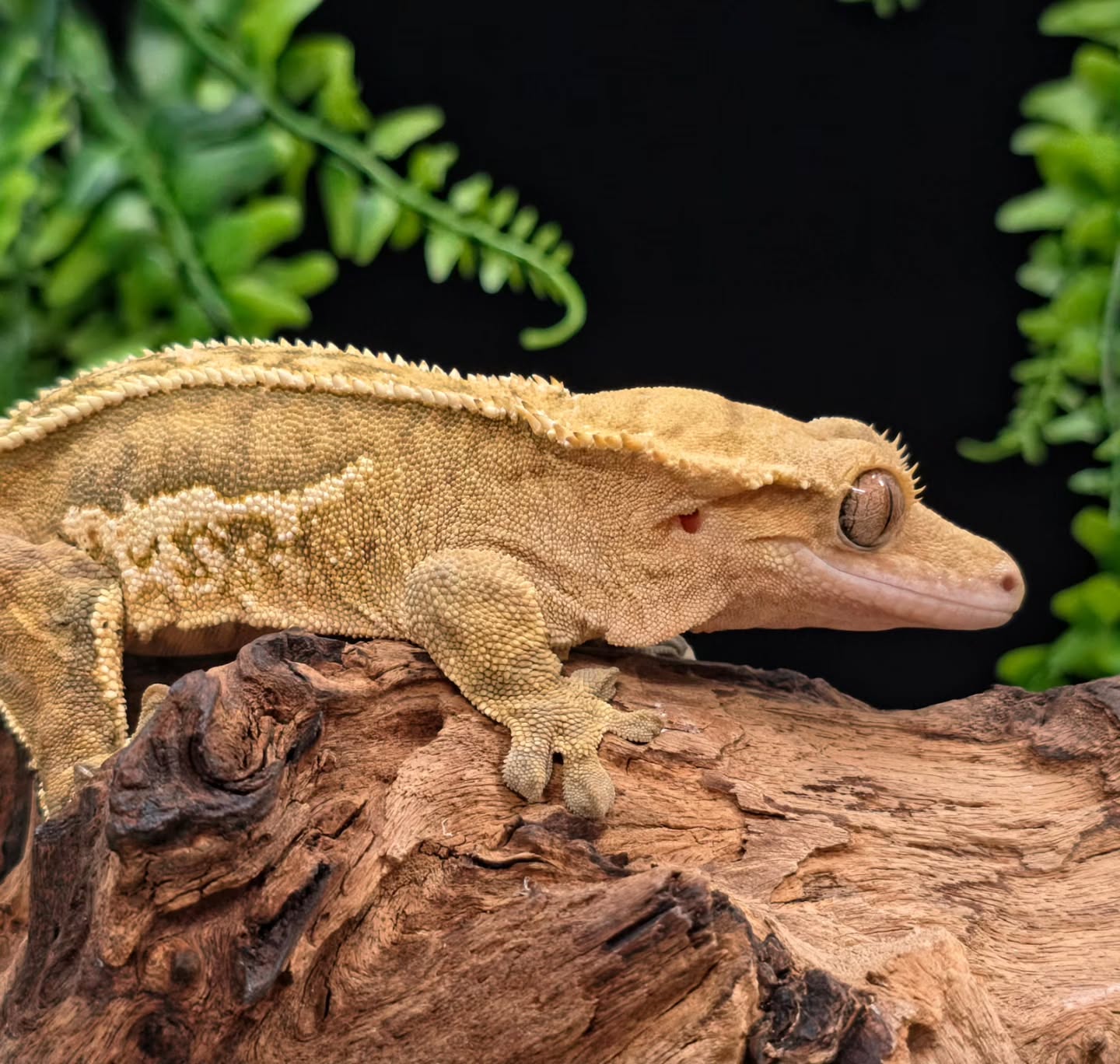 "Butter" ❤️
#crestedgeckos #crestedgecko #gecko #geckos #reptilelover #reptiles #reptilesofinstagram #photography #newcaledoniagecko