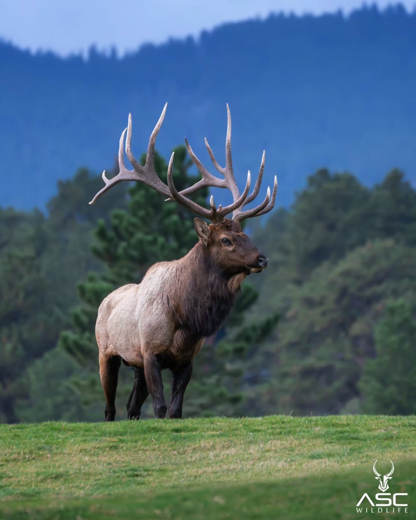Large bull elk (aka notch top) in Estes Park. He was stretching here while looking over his harem. He was limping pretty well and the satellite bulls knew they could target his cows without a fight.
Even through the pain and injuries his cows stay near. He has battled hard this year to pass on his legacy. But when I look at his stature and hear his bugle you can tell he will always be king.
Photography by @ascwildlife
.
.
.
#bullelk #rockymountains #estespark #naturelovers #rockymountainnationalpark
#Photography #wildlifephotography #rmnp #elkrut