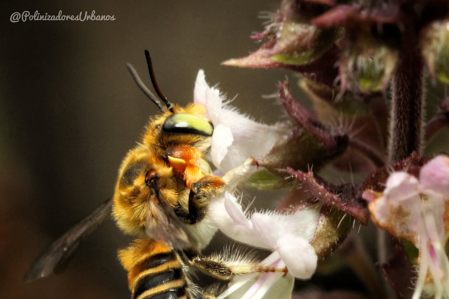 Aveces lo bello esta entre el monte, en aquellos rincones que muchos pasan por desapercibido y otros mas desprecian
Esta abejita del genero 𝑴𝒆𝒈𝒂𝒄𝒉𝒊𝒍𝒆 se encontraba forrajeando entre flores de albahaca, alrededor del 90% de las especies de abejas en el mundo son solitarias, es decir no viven en colmenas como es el caso de nuestra abejita en la foto
Cuidemos nuestra increíble diversidad de abejas 🐝
📍Foto tomada en los #jardinespolinizadores del Centro de Investigación de los Sistemas Costeros y Continentales