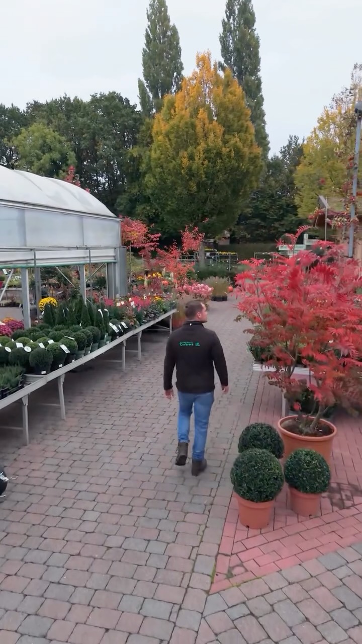🍁 Der Herbst zeigt sich von seiner schönsten Seite! 🍁
Viele unserer Gehölze verfärben sich jetzt und leuchten in den schönsten Tönen – von zartem Gelb über kräftiges Orange bis hin zu strahlendem Rot.
Schau gern vorbei und such dir deinen Lieblings-Herbstfärber aus 🌿
👉 Was ist dein Lieblingsherbstfärber?
Schreib’s uns in die Kommentare – wir sind gespannt! 🍂
📍 Baumschule Terbrack
#BaumschuleTerbrack #Herbstfarben #Herbstzauber #Gehölze #Gartenliebe #Pflanzenfreude #Herbststimmung #Gartenglück #Naturgenuss #AutumnVibes #HerbstimGarten #Pflanzenliebe #Garteninspiration #AutumnColors #Naturmomente