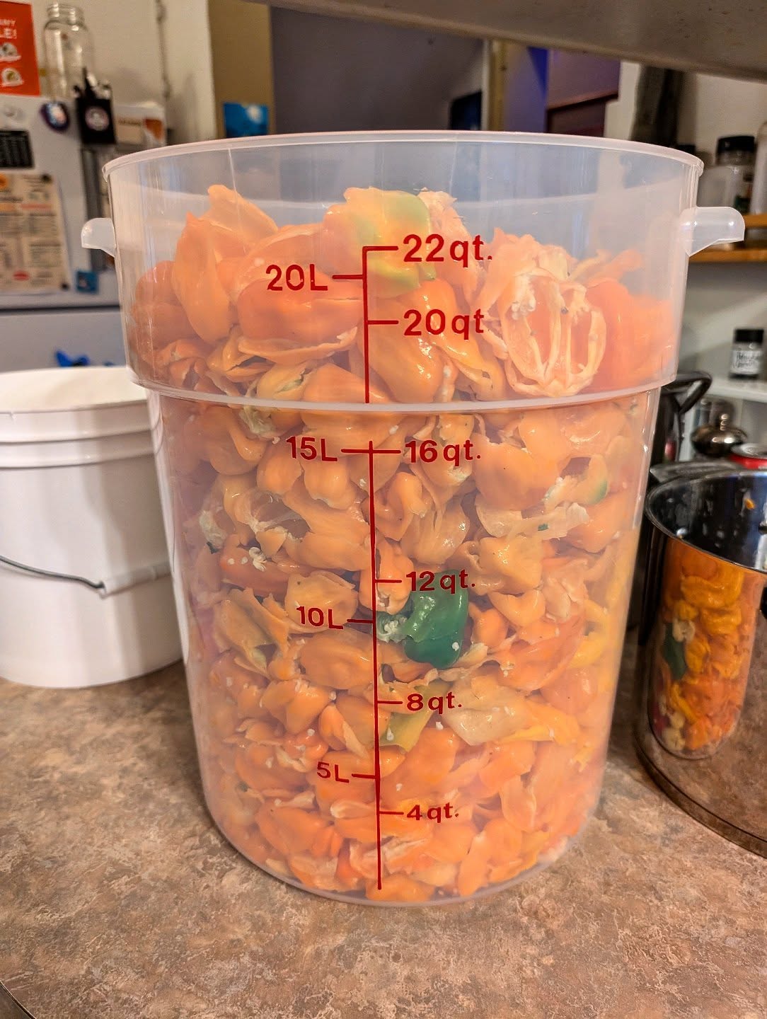 The long awaited habanero sauce has entered hibernation 🤘
•
•
•
#PepperBusiness #HotSauce #FermentedHotSauce #FreshPeppers #PortlandOregon #StJohnsFarmersMarket #PDXPeppers #ChiliPeppers #SpicySauce #ThePepperNursery #ArtisanHotSauce #FreshLocalPeppers #PortlandPeppers #PDXFoodies #PDXFarmersMarket #FarmToBottle #PepperFarm #FermentedPeppers #SpicyFoodLovers #PDXart #LocalHotSauce #PepperGrower #PortlandFarmersMarket #ChiliHeads #FarmersMarketFinds #PDXSpicy