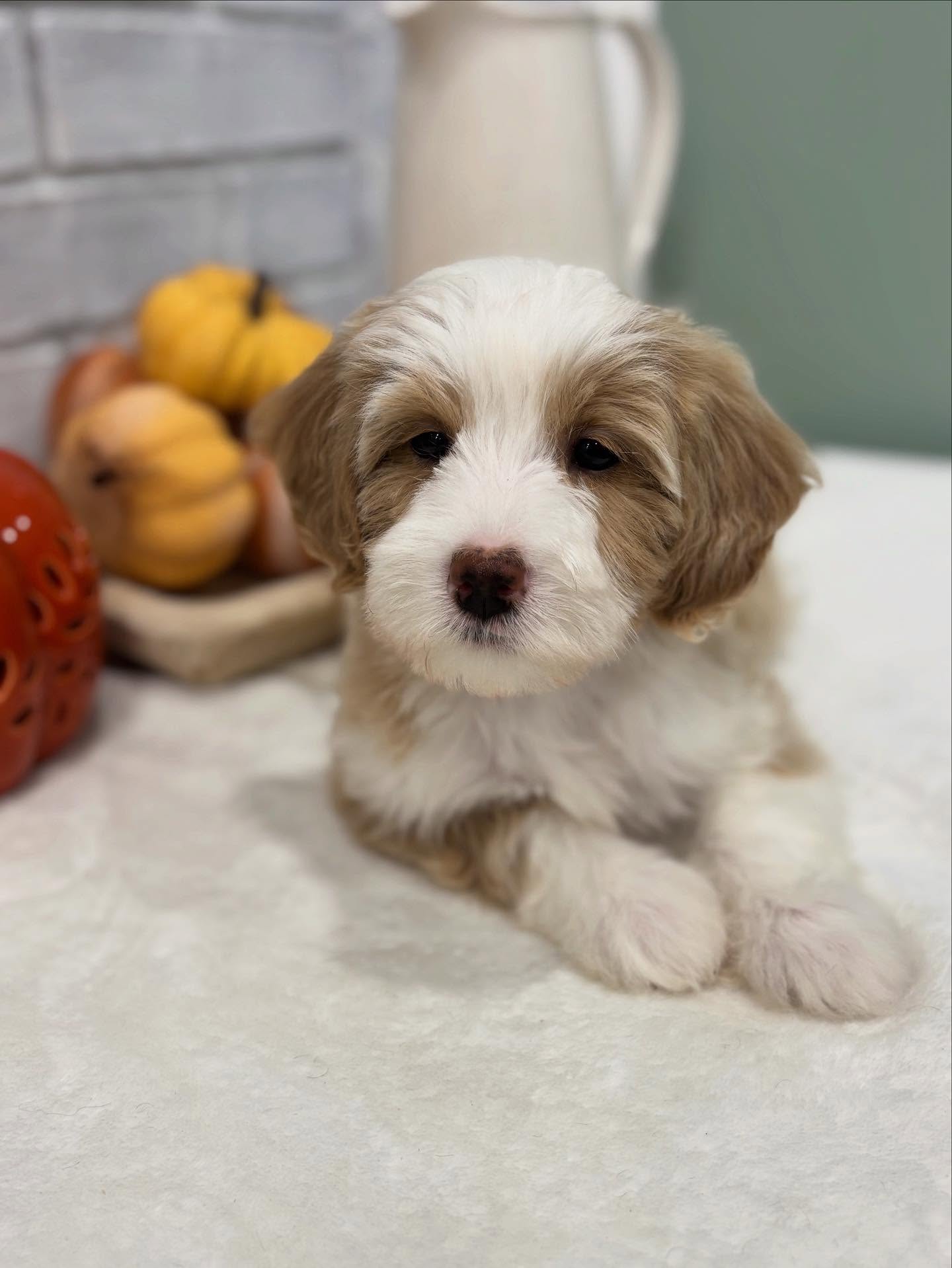 🐾 Snuggles, smiles, and puppy kisses incoming! 💕
Our Bernedoodle puppies are family-raised, vet-checked, and ready to fill your home with love and laughter. Smart, sweet, and oh-so-fluffy — they’re the perfect cuddle companions! 🐶✨
📩 Message us to meet your new best friend today!