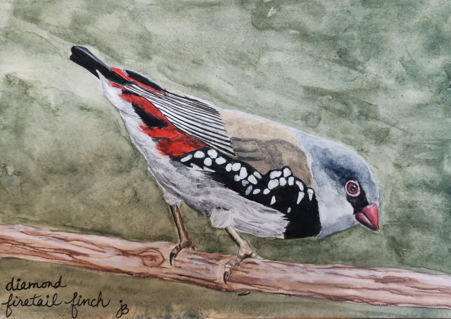 Diamond Firetail Finch
Day 8 #Birdtober2025 #birdtober
This year I'm using watercolor, neocolors II, pencil crayons, charcoal, and gelly roll pens. Whatever floats my 🐦
I'm working on Clairefontaine watercolor paper 5.8x8.3" (A5) cold press paper.
@aholmesartstudio #ilovebirds #bird #birdartist #birdart #birddrawing #birdpainting #birdillustration #birdnerd #birbs #painting #drawing #illustration #birdchallenge #watercolorart #watercolorpainting #pencilsketch #fabercastell #clairefontainepaper
