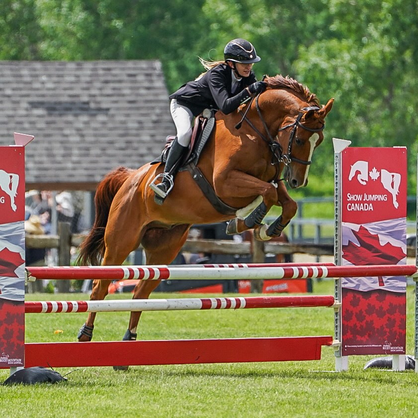 Jack’s looking for a new partner to share the reins!
Calido’s Chicago (“Jack”) is an 11-year-old, 16.2h Warmblood with experience in Showjumping, Dressage, and Cross Country. He’s a powerful, forward ride with a puppy-dog personality — the kind of horse who gives back as much as you put in.
His rider’s school schedule means there’s room for one more. We’re opening up an on-site half lease for an intermediate or above rider who wants to learn, grow, and keep this incredible horse in consistent work under the guidance of our SugarTide coaches.
Email info@sugartide.ca for more information! 💜