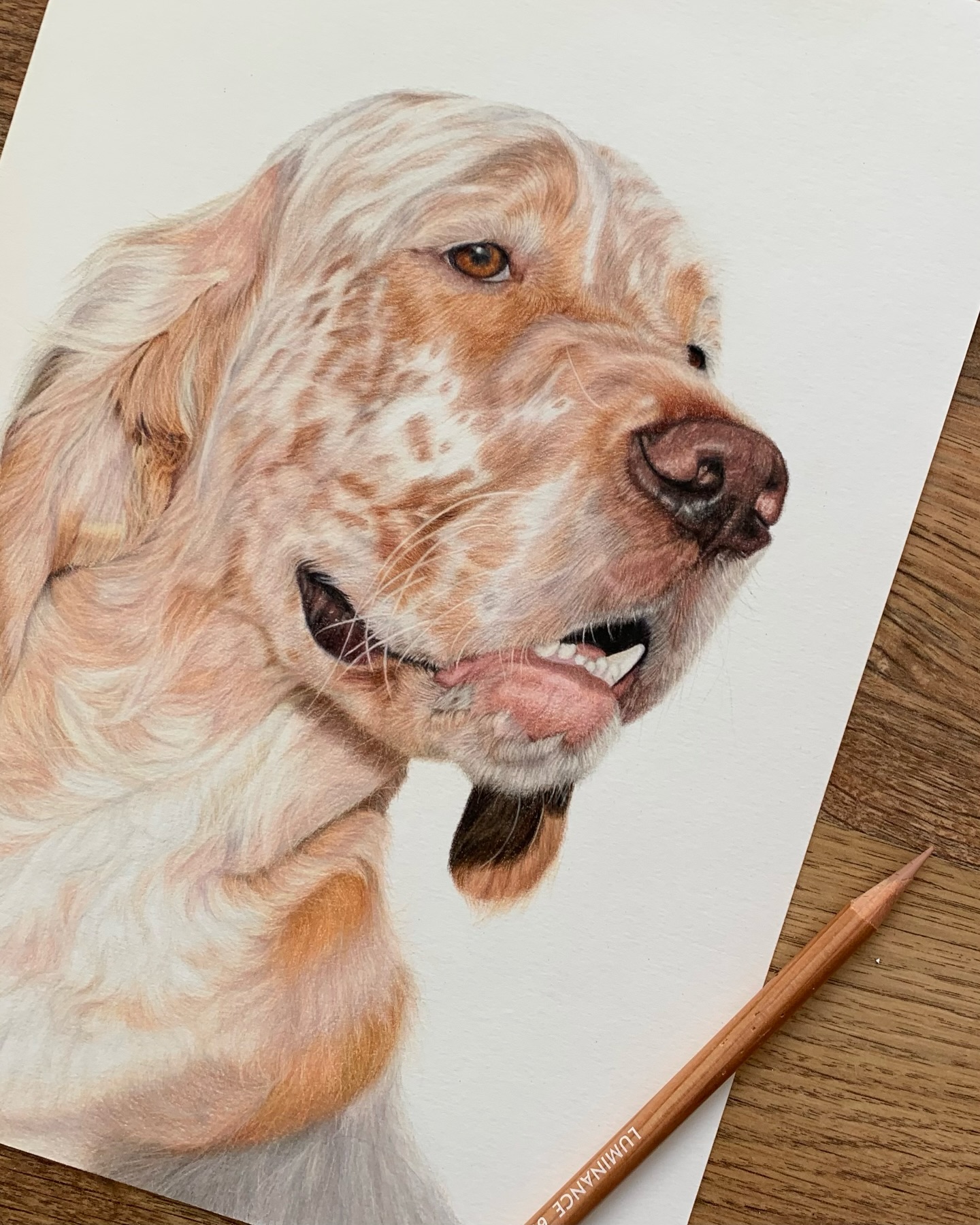 It’s that time of year already… Christmas commission time! So here’s one from last year of the handsome Havoc 🧡
Once again it has been so long since I last posted that I’ve forgotten how to write a proper caption 🫣 So that’s all I shall say for now. Before I change my mind and don’t post at all! (this has been sitting in my drafts for weeks..)
#orangebelton #englishsetter #petportraitartist #dogsuk