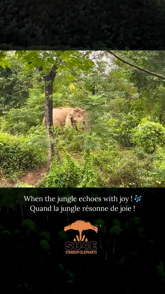 Sound on ! 🔊📣
🇬🇧 Eva and Lhamo enjoying their jungle playground 🌿🐘 Moments like these remind us why this mission matters so much. Every donation helps us give rescued elephants the freedom, care, and happiness they deserve.
💚 We count on your support to offer more elephants a life like this!
🇫🇷 Eva et Lhamo profitent pleinement de leur terrain de jeu dans la jungle 🌿🐘 Des moments comme celui-ci nous rappellent à quel point cette mission est essentielle. Chaque don nous aide à offrir aux éléphants secourus la liberté, les soins et le bonheur qu’ils méritent.
💚 Nous comptons sur votre soutien pour offrir à d’autres éléphants une vie comme celle-ci !