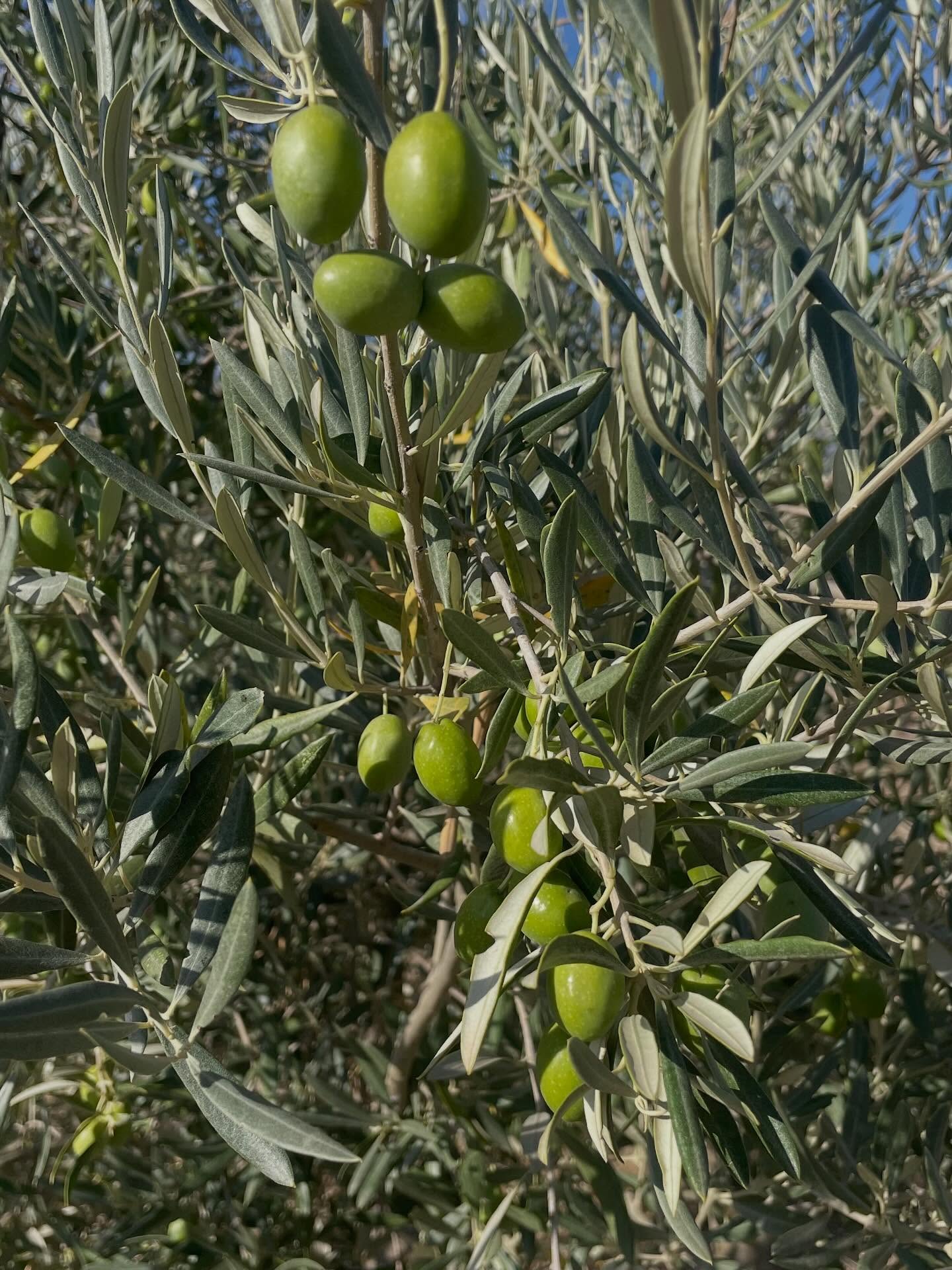 Oogsttijd is Bijna Hier! 🌿
Onze bomen zitten vol en de olijven zijn bijna perfect. We kunnen niet wachten om jullie het hele proces van de nieuwe oogst te laten zien! Blijf ons volgen voor een kijkje achter de schermen.
Maar wacht niet tot de nieuwe oogst er is! Je kunt onze premium olijfolie nu alvast bestellen op www.campesinoandaluz.nl