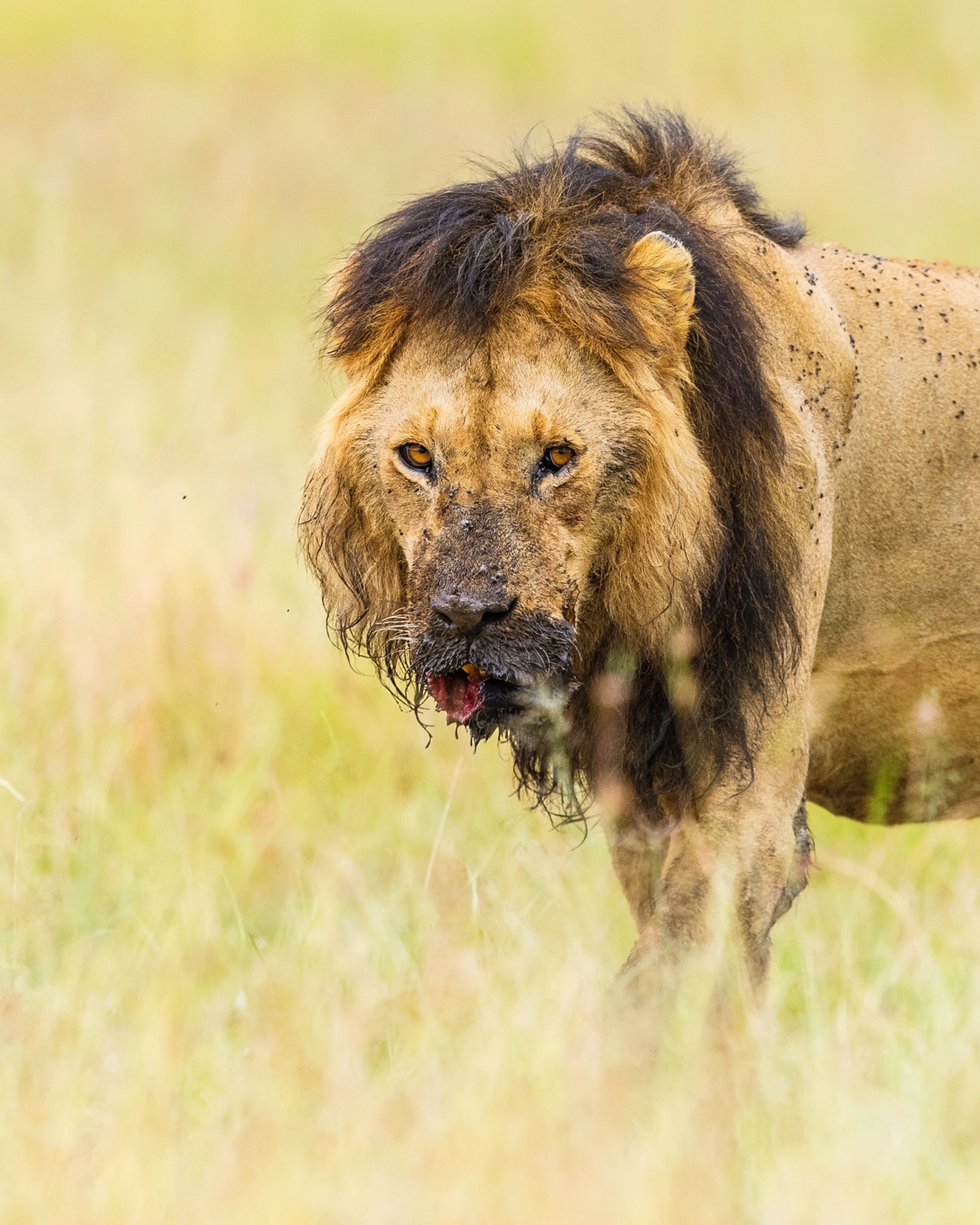 We selectively glorify kings, alphas, and whatever egotistical ideal we can conjure to protect our inner fragility - but we shun the responsibility that comes with the fame and the glory. We hide when those who lifted us up actually need us, we hide when risk outweighs reward, we hide when death comes howling. Heart and spirit of lion speaks a language we have long forgotten.
☆
African Lion
☆
#león #lion #pantheraleo #africanlion #cutest #cuteanimalshot #internationalcatday #safari #safaribaby #bigcatsinitiative #bigcatsofinstagram #cats_of_instagram #catsofinstagram #bigfive #africanbigfive #wildlifereserve #wildlifesafari #wildlifephotography #wildlife_inspired #nuts_about_nature #nuts_about_nature_ #nuts_about_wildlife #kenya🇰🇪 #wildcats #coolcats