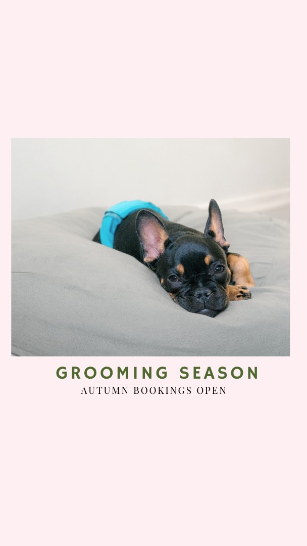 Is your puppy ready for their first grooming? 🐶Here’s how we make it gentle, positive, and fun — even for shy pups.
At CPH Pets Club – hundesalon i København S, every Puppy Intro begins in our small, home-like daycare — a calm space to explore, sniff, observe, play, or simply learn to relax.
We use soothing music, a little lavender aromatherapy, and plenty of patience to help puppies settle in before grooming starts.
We never rush. We take our time to build trust and make a good first impression — because we know dogs remember how they feel. 🐾
With fun energy, gentle hands, and a peaceful atmosphere, we make grooming a positive memory from the very beginning.
📍 CPH Pets Club – Hundesalon i København S
☎️Book your Puppy Intro now and give your dog the best possible start.
#CPHPetsClub #HundesalonKøbenhavn #DogGroomingCopenhagen #PuppyIntro #PuppyGrooming #Hvalpepleje #TrygGrooming #FearFreeGrooming #DogsofAmagerbro #Hvalpegrooming #CalmDogs #happydogscph #HundesalonKøbenhavn #PuppyIntro #DogGroomingCopenhagen #hvalpegrooming