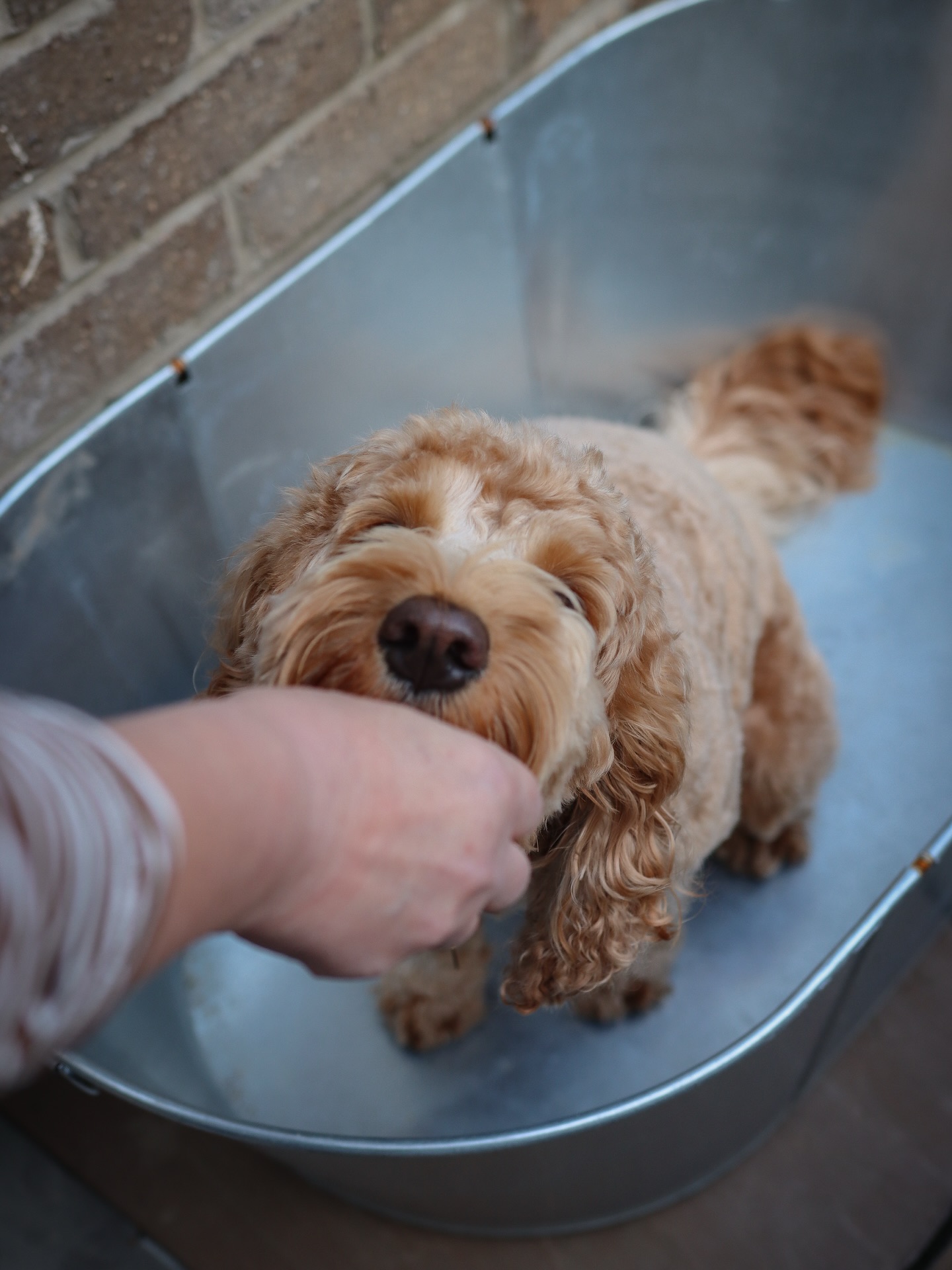 Throwback to our cosy October escape at Laburnum Cottage 🍂🧺
Crisp walks, warm fires, and all the cuddles — it doesn’t get more autumnal than this. From taste tests in the tub to fireside snoozes, we had the pawfect time away. 🏡🤎🥾
I can’t actually believe this was a year ago already! Where has 2025 gone!
Where’s your favourite place to escape with your pup when the weather turns chilly? ❄️🧺🥾👇
#whenchestermetcrumble #dogfriendlystaycation #laburnumcottage #dogfriendlyuk #cosyautumnvibes #dogtravelblogger #cockapooadventures #petparentlife #dogfriendlycottage #travelwithdogs