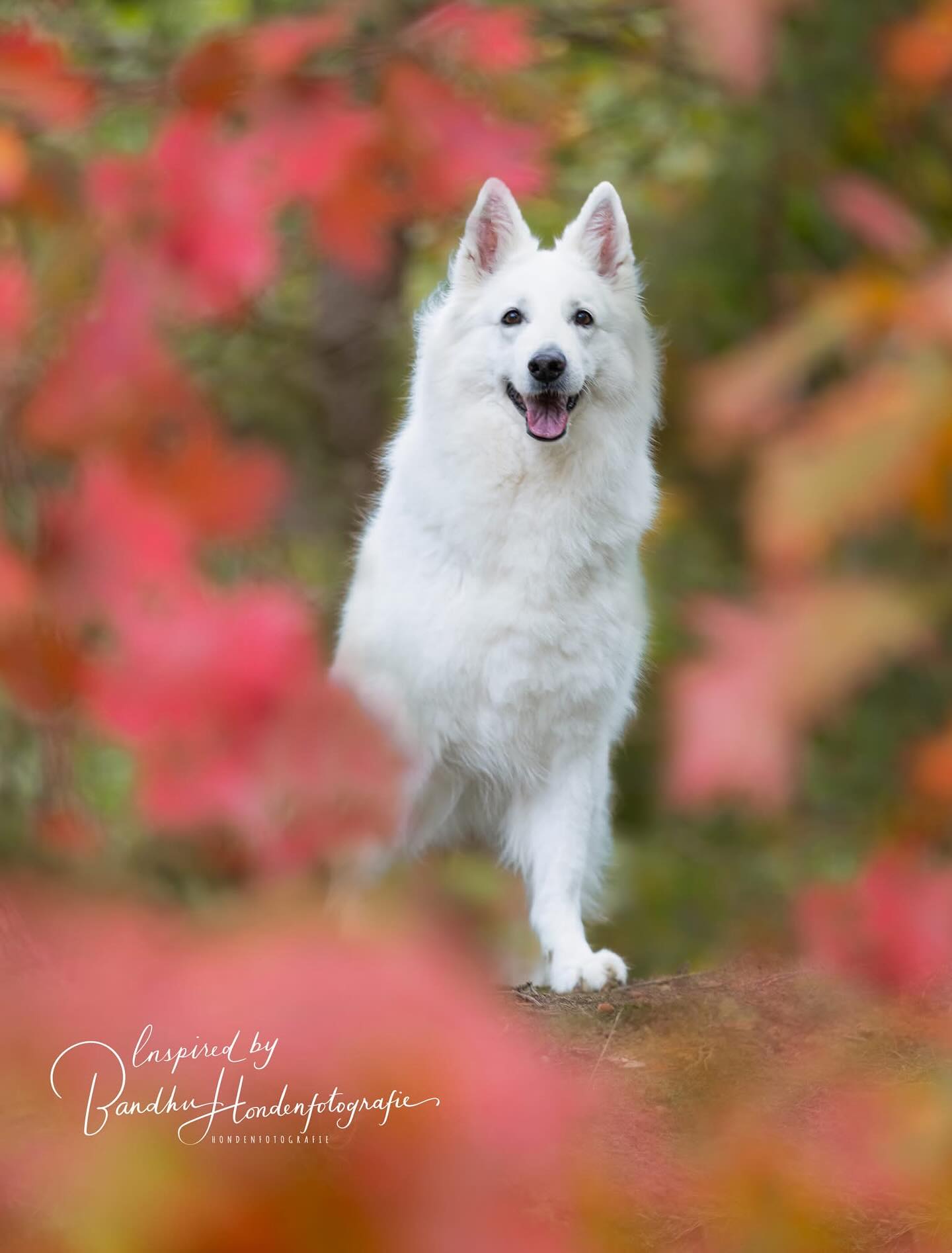 #swissshepherd #bergerblancsuisse #zwitsersewitteherder #herfst #hondenfotoshoot #hondenfotograaf #jouwhondopdefoto #inspiredbybandhuhondenfotografie #hundeglück #hundeliebe❤️🐾 #dogloversofinstagram💕🐾💕💕💕⭐️⭐️⭐️⭐️⭐️🎈🎈🎈 #doglovers #dogpicoftheday #hondengeluk