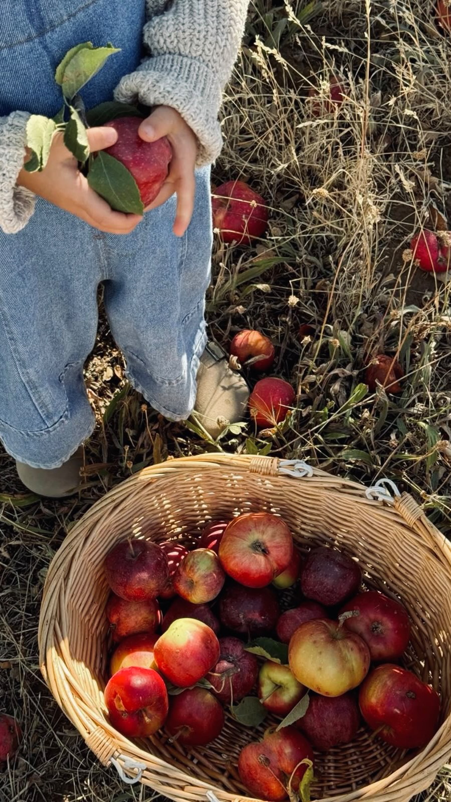 🍎 Loin du spectaculaire, le vrai luxe se cache souvent dans la simplicité.
Dans ces instants sincères de découvertes et de partage en famille.
#slowluxury #familyhospitality #kidsfriendly #luxuryhospitality #costumerexperience #ahauteurdenfant #activitesfamille #autumnactivities
