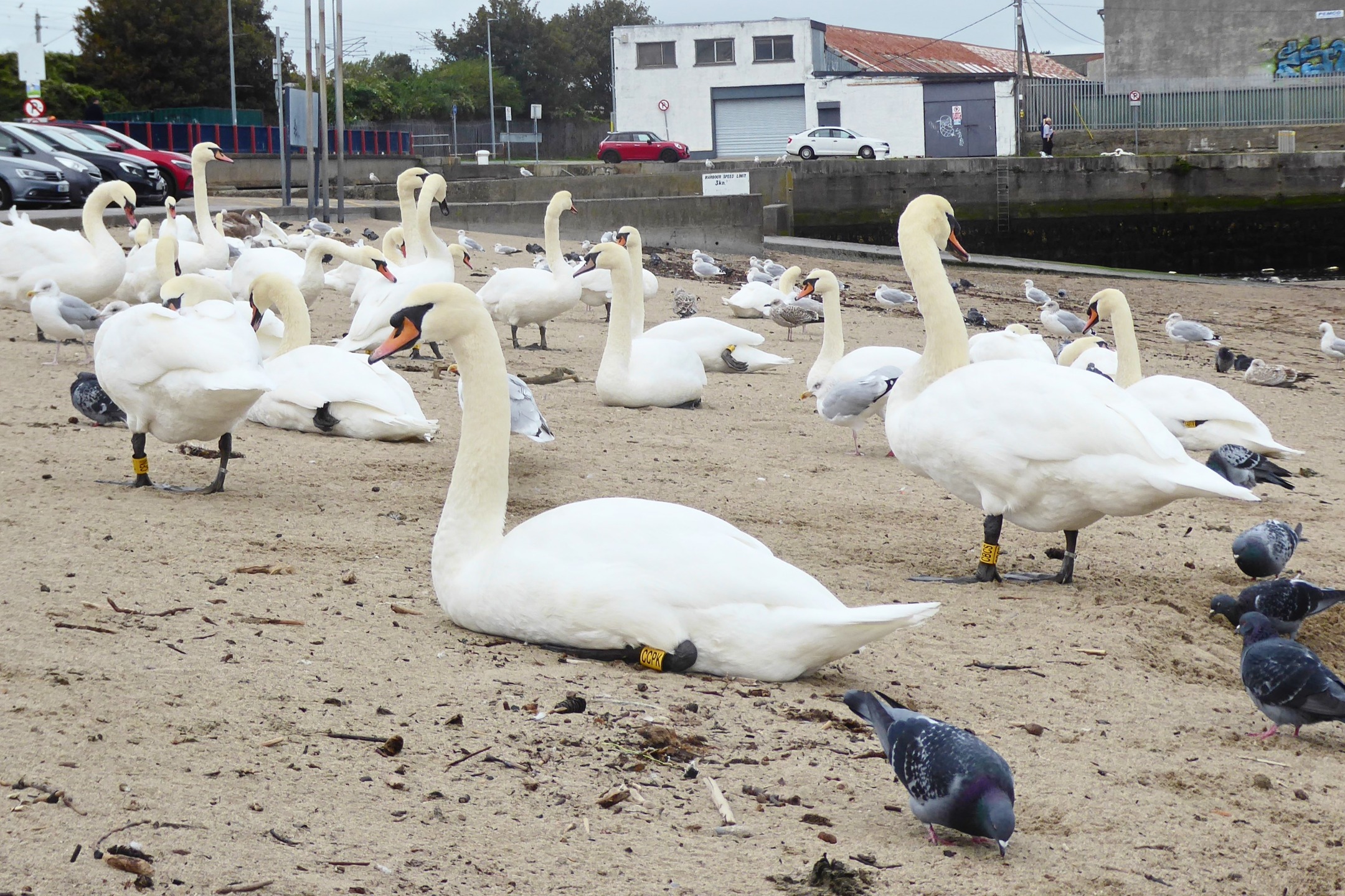 Some beautiful birds and honeycomb pics sent in by Roslyn Shaw & photographed by Robert Nicholson at Bray Harbour, Wicklow.
Unfortunately, there is also some excellent examples of micro litter and e-waste that was found littered on the shores. Litter is a super important aspect of our survey, knowing what washes up on our beaches is essential in preventing it further!
Just 2 weeks left in the survey season! Book your survey unit today, to see what you can find! Don't forget to bring a bag for any litter you might find!
https://www.coastwatch.org/all-ireland-survey-autumn-2025