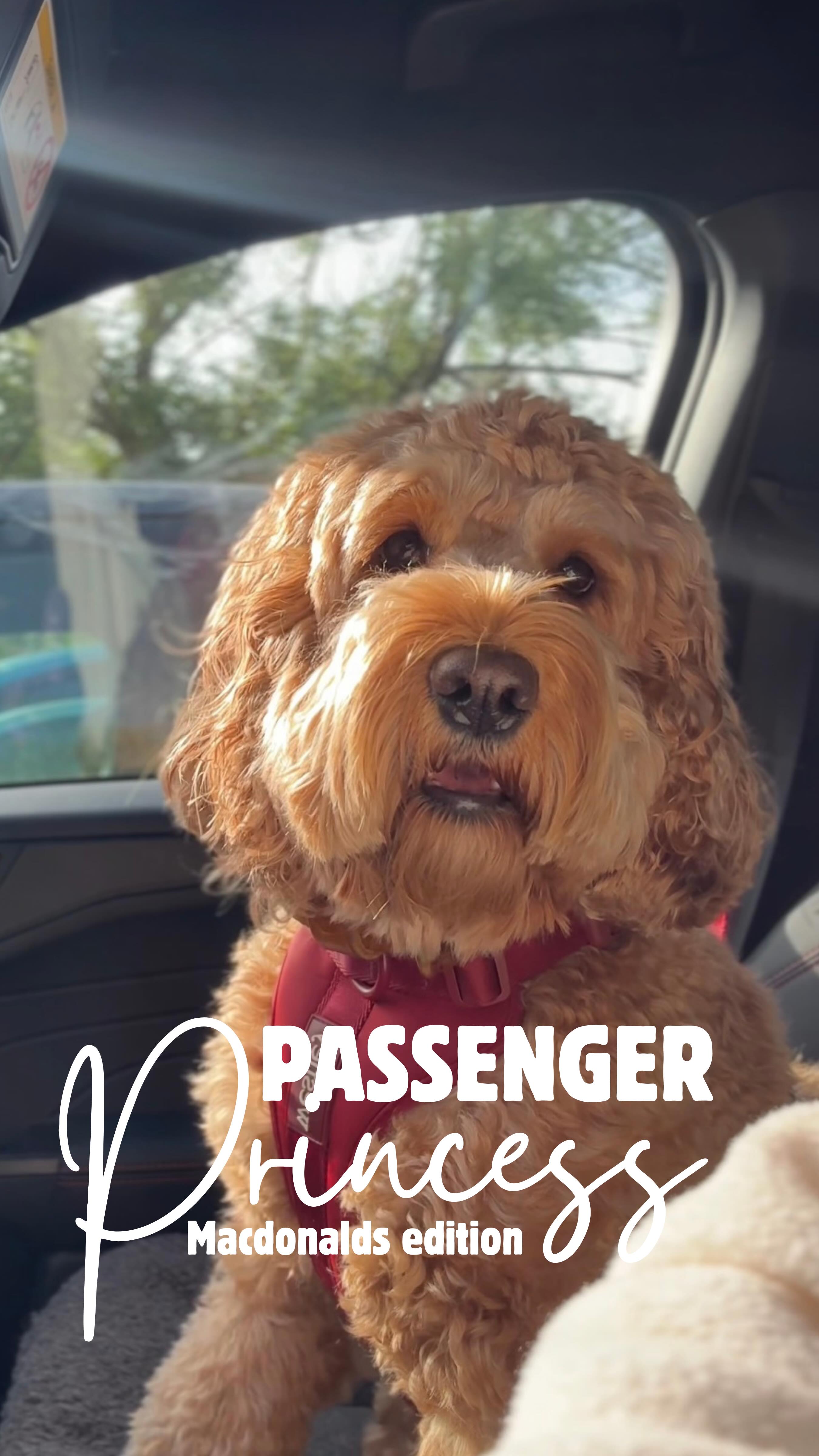 Excuse me, I ordered one plain chicken burger, no lettuce, extra love. What’s the hold up, Susan? 😤🐾
#waitingpatientlyish #crumblechronicles