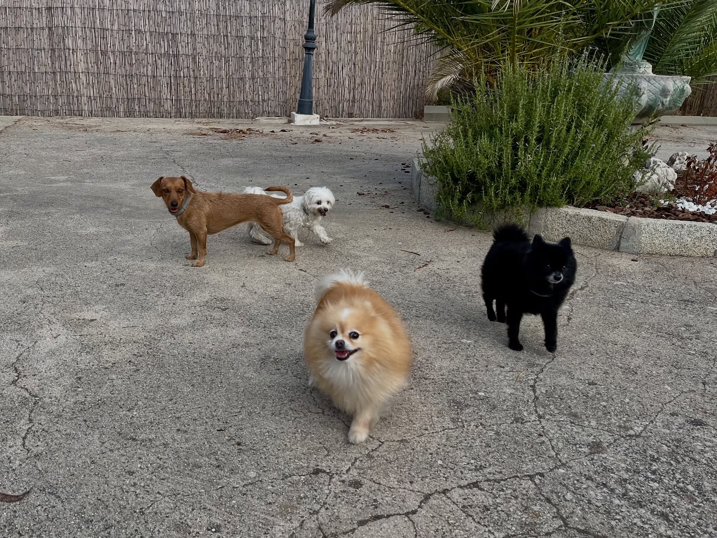 #cuidadoresdeperros #madrid #mascotas #españa #igersmadrid #perros #dogs #dogsofinstagram #perrospequeños #dogslife #dogfriend #fotosdeperros #comoencasa #vacaciones #doglover #pomeranian #chihuahua #caniche #bichón #bichonmaltes #shitzu #shitzulovers #pomerania #pomeraniaespaña #teckel #otoño