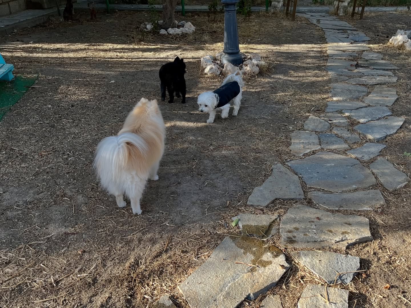 #cuidadoresdeperros #madrid #mascotas #españa #igersmadrid #perros #dogs #dogsofinstagram #perrospequeños #dogslife #dogfriend #fotosdeperros #comoencasa #vacaciones #doglover #pomeranian #chihuahua #caniche #bichón #bichonmaltes #shitzu #shitzulovers #pomerania #pomeraniaespaña #teckel #otoño