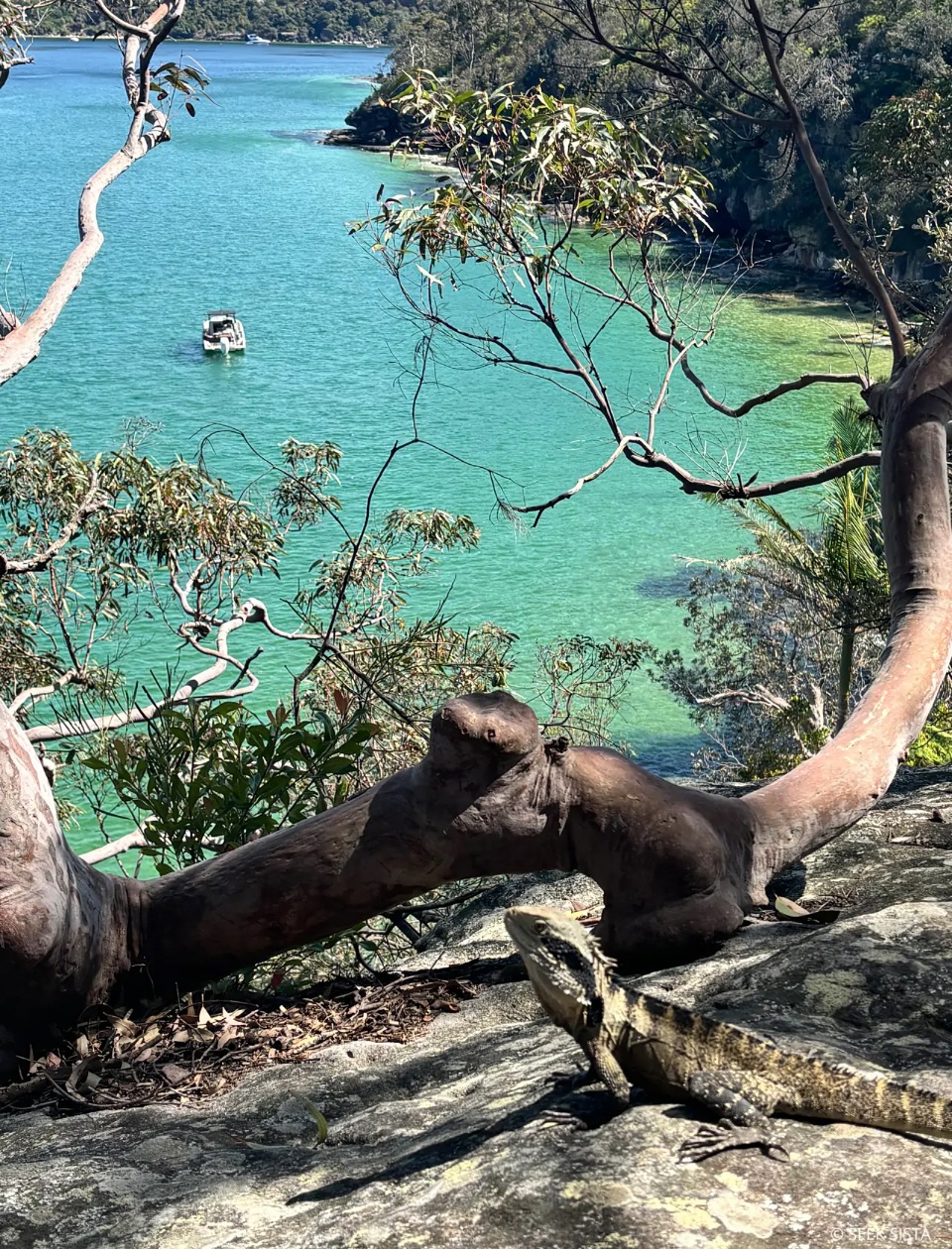 Want to see more stunning views like this & plenty of water dragons? Join us on Sunday morn at 8am for part of the Spit to Manly trail, a cruisy 8-10kms over 4hrs. To book and for more info, click on link in bio or visit the Seek Sista website ☀️🥳🥾
.
.
.
#SeekSista #WomenOutdoors #SydneyWalks #SpitToManly #SydneyHikes #WeekendAdventure #NatureLovers #ExploreNSW #WomenWhoHike #GetOutside #HikeNSW #NatureConnection #SeekAdventure #OutdoorSisters #FreshAirAndFriendship #MoveTogether #SydneyLife #MindfulMovement #WalkingGroup #HikingCommunity #WellbeingOutdoors #WaterDragons #ExploreSydney #AdventureForWomen #OutdoorWellness #WomenSupportingWomen #FindYourTribe #BushwalkAustralia #StepIntoNature #SeekSistaSundays