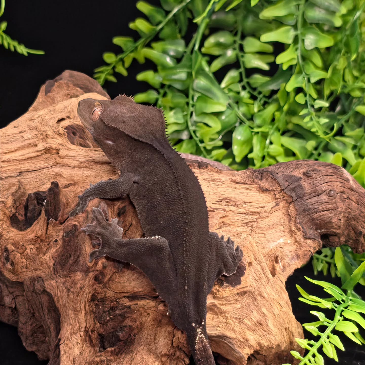 Any name suggestions for this dark boy?
#crestedgeckosofinstagram #crestedgeckos #geckosofig #gecko #geckos #reptilelover #reptiles #reptilesofinsta #photography