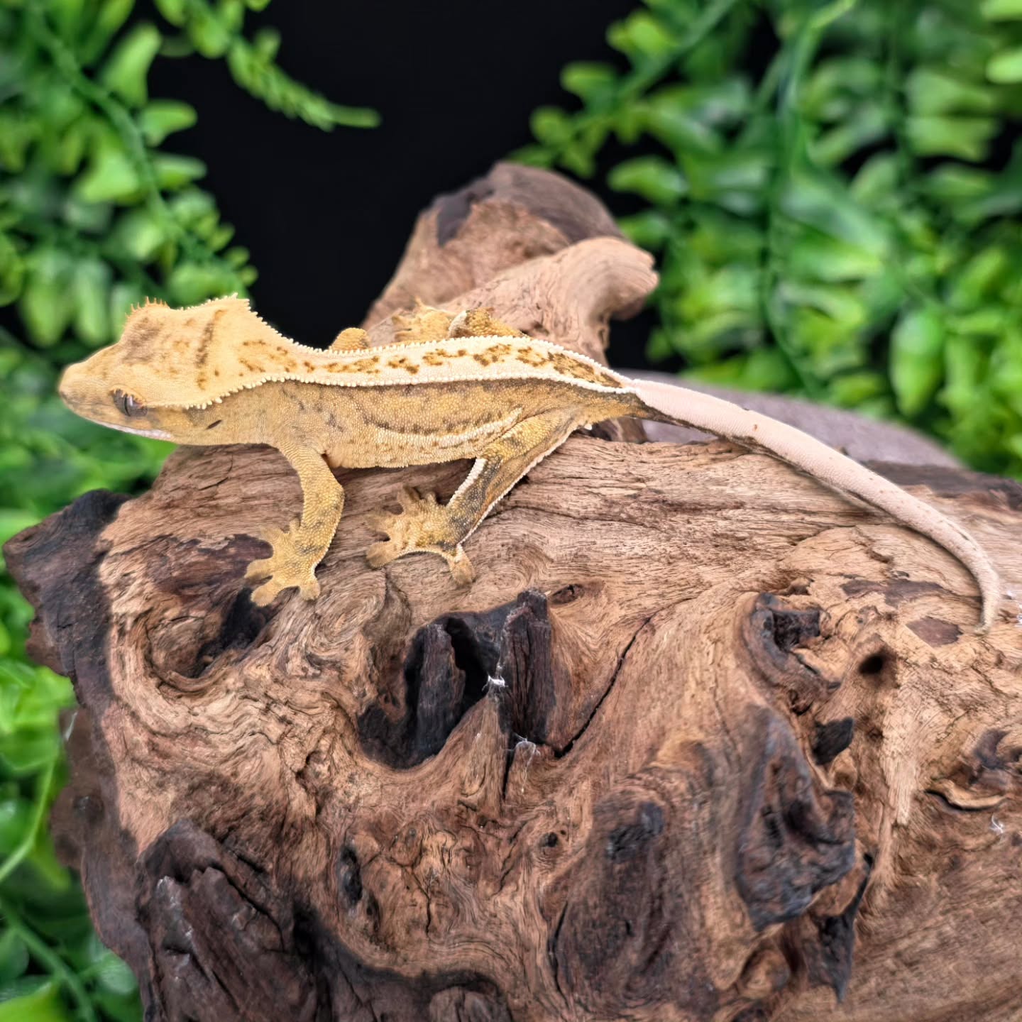 These PlutoxPea quad babies are little rockstars already 👏
#crestedgeckos #geckos #gecko #reptiles #reptilelover #reptile #newcaledoniagecko #quadstripecrestedgecko #softscalecrestedgecko #yellowbase #photography