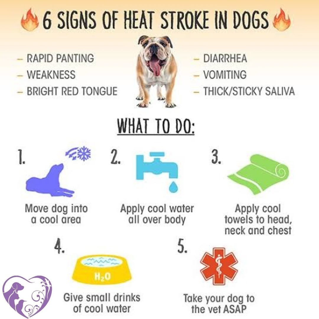 Heat stroke is common in our climate, especially with the popularity of brachycephalic breeds, that can’t cool themselves down easily.
It is important to ensure your pet has shade available and water bowels that can’t be tipped over. Do not leave pets in cars, even for short periods. Avoid walking your dog in the heat of the day.
#heatstroke #dogs #pets #vet #nerang #goldcoast #summer #hot