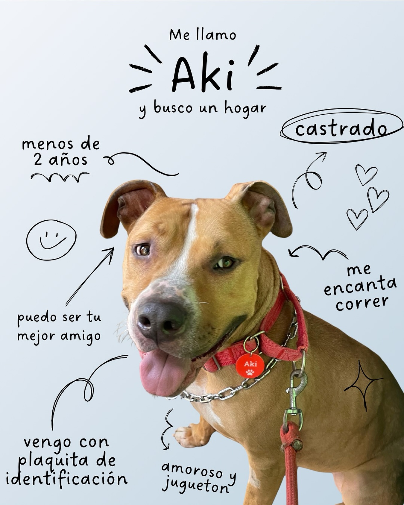 Aki está listo para encontrar a su familia 🧡
Es joven, amoroso, juguetón y ya está castrado.
Si buscas un compañero fiel (¡y con plaquita incluida!), él puede ser tu mejor amigo 🐾✨ Si te interesa adoptarlo comunícate por WhatsApp: +51 994 962 228. Si no puedes adoptarlo, ayúdalo compartiendo esta publicación 🫶🏻
