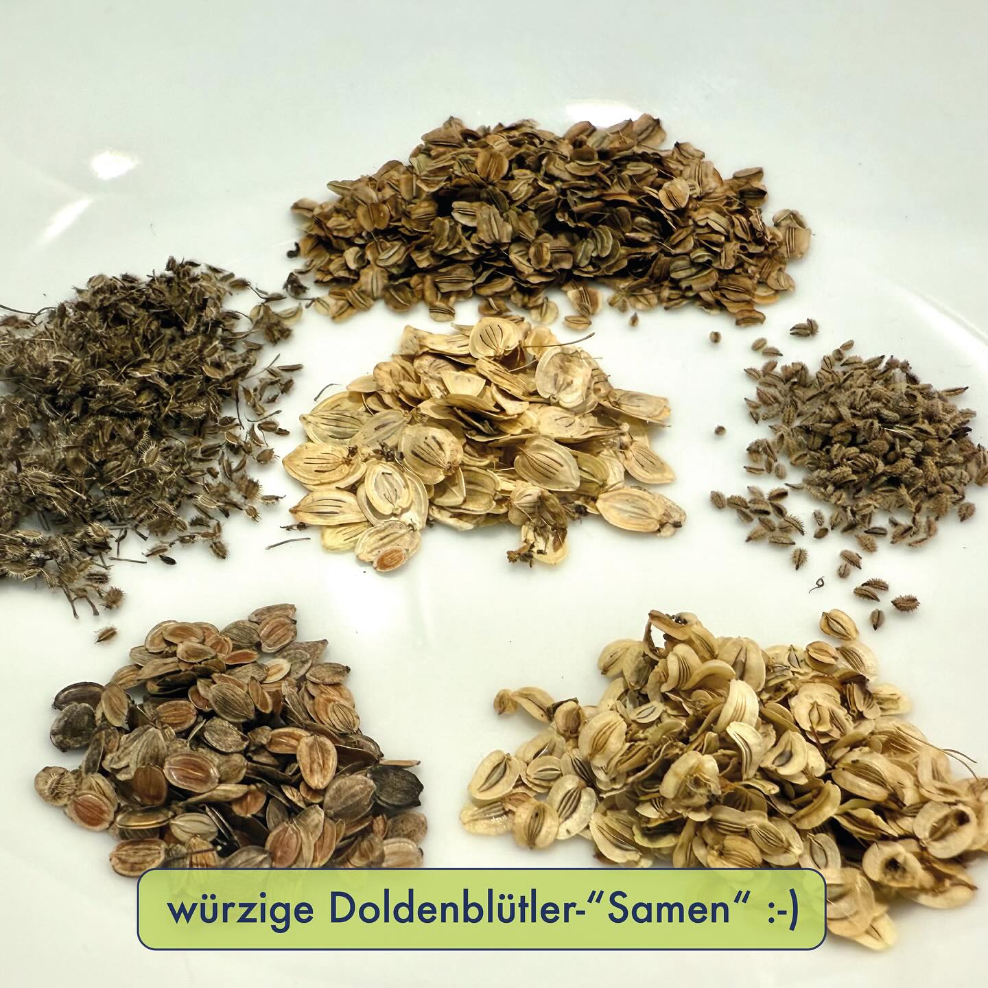 WÜRZIGE DOLDENBLÜTLER-„SAMEN“ 🌿🫘
Wenn eine Doldenblütler-Art ungiftig / essbar ist, dann hat sie meist ein intensiver, angenehmer, aromatisch-würziger Geschmack. Giersch, Wiesen-Bärenklau, Wald-Engelwurz und co sind damit in der Wildkräuterküche beliebte und geschätzte Zutaten.
Jetzt im Herbst ist die Zeit der „Samen“. Dabei handelt es sich bei Doldenblütlern botanisch korrekt nicht um Samen, sondern um Nussfrüchte (vom Typ „Achäne“). Zwei davon sind jeweils zusammengewachsen und trennen sich dann im Verlaufe des Reifeprozesses. Kulinarisch sind diese „Achänen“ in der Regel von der intensiv würzigen Sorte (durch den hohen Gehalt Ätherischer Öle) und damit ideale Wildgewürze.
Im reifen Stadium (wenn sie braun und hart sind) können die Doldenblütler-„Samen“ auch bis teils über ein Jahr problemlos aufbewahrt und so das ganze Jahr über verwendet werden. Dazu sammelt man möglichst schöne Exemplare, trennt sie von Stielen und trocknet sie ein paar Tage an der Luft. Danach werden sie in einem geschlossenen Gefäss an einen dunklen und trockenen Ort gelagert.
Ich streue die Samen am liebsten einfach über den Salat. Auch im Pesto oder diversen weiteren Gerichten haben sie ihre Verwendung. Sie sind auch eine gute Beigabe im Brotteig oder auch im Knäckebrot. Eine gewisse Bitterkeit ist bei den meisten „Samen“ normal. Die „Samen“ vom Wiesen-Bärenklau sind aus Erfahrung im Geschmack eher polarisierend und sollten eher in sehr kleinen Mengen verwendet werden (damit der Geschmack nicht zu intensiv ist). Auch muss das Thema Phototoxizität beachtet werden.
Wichtig vor dem Sammeln: saubere Bestimmung der Art ! Alles über Doldenblütler in der Videoreihe auf meinem Youtube-Kanal !
wilde Grüsse 🌿
David
#wildkräuter #wildkräuterküche #wildkräutersammeln #pflanzenbestimmen #botanik #naturkunde #outdoorbildung #naturbildung #bushcraft #outdoor #foraging #doldenblütler #apiaceae #wildesamen