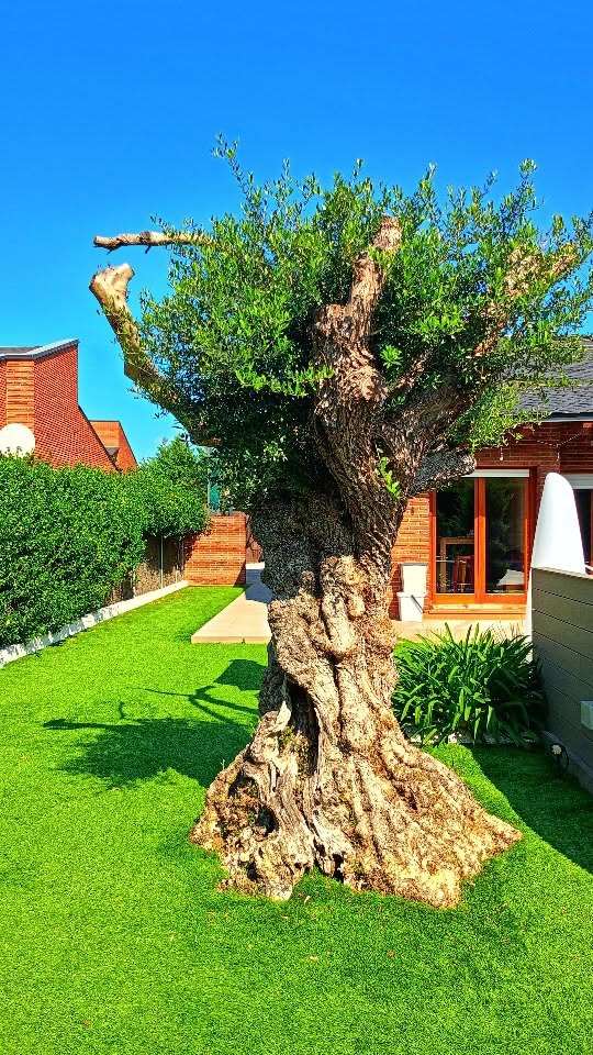Hay rincones que no se miran, se respiran.
De la pantalla, a tu próxima pausa.✨
#CaLaMary #casaconpiscina #escapada #vidreres #casavacacional #girona #alquilervacacional #reservas #pausaconsciente #olivo #entremarymontaña #slowliving #petfriendly #cicloturismo