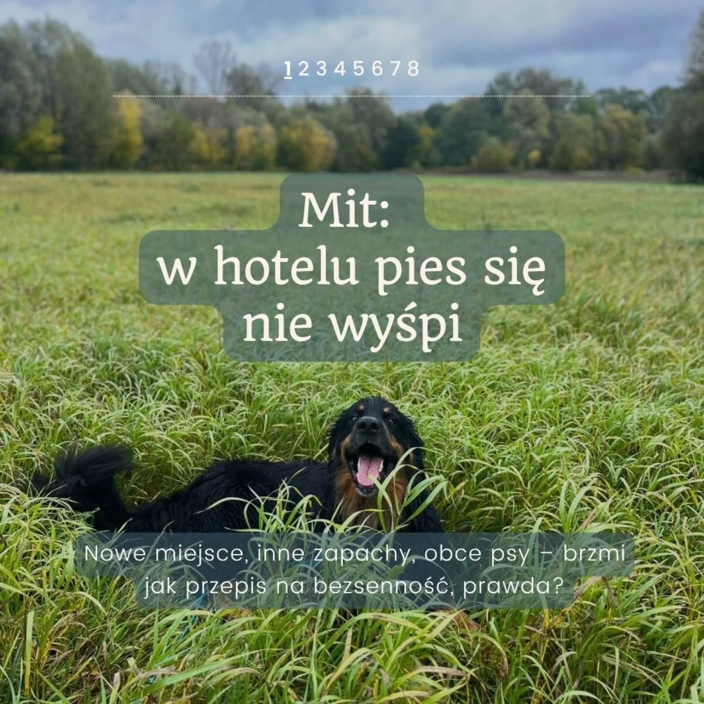 „W hotelu pies się nie wyśpi” - to mit, który słyszymy częściej, niż mogłoby się wydawać.
W praktyce większość naszych psich gości śpi… nie gorzej niż w domu. Bo sen psa nie zależy tylko od tego, gdzie jest, ale też od tego, jak wygląda jego dzień.
W Merdu-Merdu dbamy o rytm, który daje psom poczucie bezpieczeństwa. Spacery, posiłki, odpoczynek i kontakt z człowiekiem są w stałych porach - bez chaosu, pośpiechu i przypadkowych bodźców.
Psy potrzebują spokoju tak samo jak ruchu. A sen to nie „wolny czas między spacerami”, tylko ważna część dobrej opieki. To właśnie wtedy ciało i głowa psa naprawdę odpoczywają.
U nas mogą to zrobić - wśród ludzi, którzy rozumieją, że spokojny pies to szczęśliwy pies.
💬 Jak śpi Twój pies po aktywnym dniu? Zwinięty w kłębek, czy rozłożony jak gwiazda?
#merdumerdu #hotelpsow #pieswhotelu #psiakomfort #psihotel #opiekadlapsa #psibehawior #spokojnyps #czasdlapsa #wakacjezpsem #warszawazpsem #nowydwormazowiecki #noclegdlapsa #opiekanadpsem #behawiorystapsow #spokojnyhotel #psisen