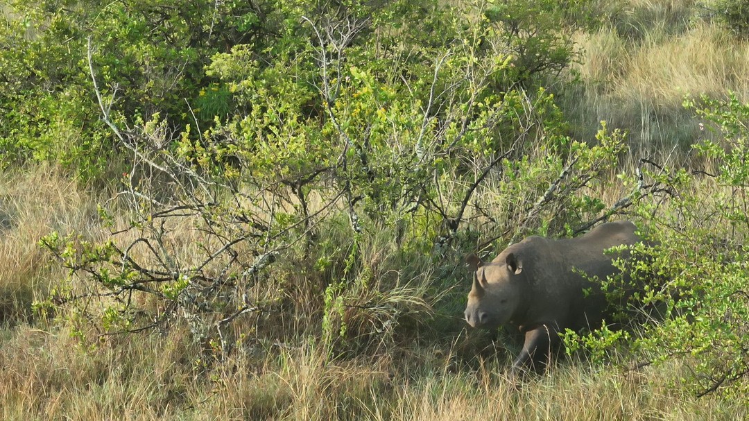 Meet Diamirza — a bold and determined female eastern black rhino who was born at @olpejeta on 24 October 2017 and translocated to @loisaba_conservancy in January 2024 as part of the Kenya Wildlife Service’s Black Rhino Action Plan.
When she first arrived, Diamirza made it clear she had ideas of her own — breaking through the fence and venturing into Loisaba’s north-western side. Despite careful attempts to guide her back, Diamirza decided that was home.
Working closely with KWS, Loisaba moved quickly to adapt — expanding the protected sanctuary and extending its perimeter to include Diamirza’s chosen territory. The sanctuary now spans 200 km² (50,000 acres) of Loisaba’s 58,000-acre landscape, incorporating 51 wildlife corridors designed to maintain natural movement while keeping rhinos safe.
These corridors, spaced 1–2 km apart, allow elephants, lions, wild dogs, and other species to roam freely — ensuring connectivity and preventing habitat fragmentation. The fence’s effectiveness and wildlife impact are continuously monitored through camera traps and ground patrols in collaboration with San Diego Zoo Wildlife Alliance (SDZWA), ensuring minimal disruption to ecological balance.
Diamirza’s story captures the essence of collaborative conservation — adaptive, connected, and driven by a shared vision. Loisaba and Ol Pejeta, together with KWS and other partners, are working toward a connected future — one where rhinos can roam freely once more across the landscapes that link our conservancies.
#ConnectedConservation #BlackRhino #KWS #LoisabaConservancy #OlPejetaConservancy #SDZWA #KenyaWildlifeService #RhinoRecovery #WildlifeCorridors #ConservationInAction
