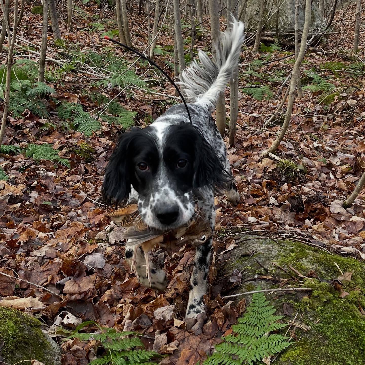 Breeze is our 1.5 year old youngster. She developed nicely in her first year, getting her first grouse in the 2024 season on October 3. At an RGS hunt later that month, we had the bad luck of both Autumn and Willow experiencing minor injuries at the same time and the rookie Breeze was suddenly pressed into the role of lead bird dog. She made a few mistakes but did well overall and gave one of my hunters his very first woodcock. She also enjoyed my first ever bird hunting trip outside of the Northeast, getting plenty of action on our MI trip. Lots of promise with our little girl!
#grousedog #woodcock #publicland