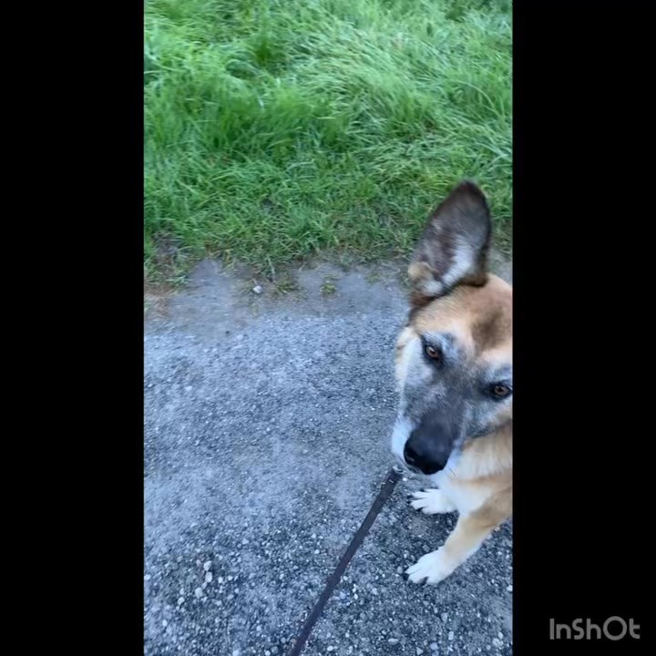 „Wenn du alles weglässt, bleibt nur die Wahrheit.“
Ja, er läuft etwas zu weit vorne… Ein Problem? Nee, nicht wirklich. Seht ihr, wie orientiert er trotzdem ist und auf kleinste Veränderungen sofort reagiert? Seid nicht zu pingelig und freut euch und geniesst!
#care4animals #führenundfolgen #ajhundetraining #hundeglück #hundeleben #hundeliebe #hundetraining #gemeinsamunterwegsmithund #hundetraining #hundetrainingmitherz