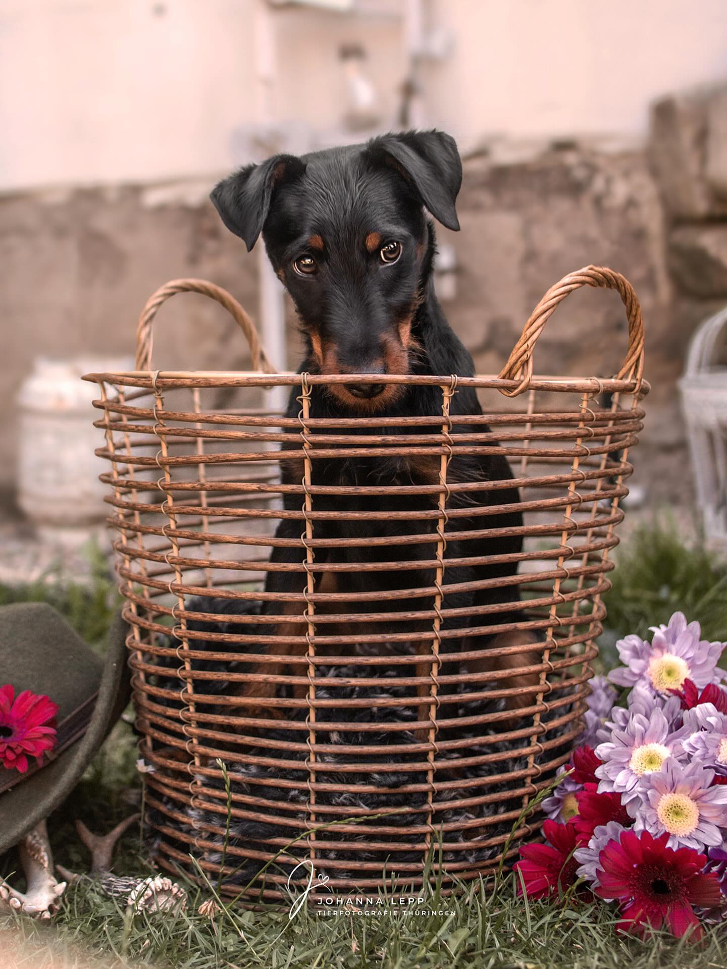 Der Herbst beginnt und ich bin absolut bereit. Ab jetzt gibt’s wieder eine anders schöne Farbpalette in der Natur 🚀
Morgen ist ein ziemlich intensives Pferdeshooting geplant, wir haben so viel vor und ich bin so gespannt die zwei kennen zu lernen! Ich hoffe ich denke ab und zu an die Handykamera und versuche zeitnah was hochzuladen, es wird cozy 🧦☺️
Freitag hab ich ebenso nach langer Zeit wieder ein Katzenshooting, diesmal im Kürbisset. Freue mich so auf die letzten größeren Shootings dieses Jahr, danach wird sich vorm Bildschirm eingekuschelt und den ganzen Winter Bilder bearbeitet, Steuern gemacht, weiter bearbeitet, Bilder archiviert und Festplatten sortiert 👩🏼💻😎
•
Du hast Fragen oder möchtest direkt ein Shooting buchen? Meld dich gern 🌸
📧 info@tierfotografie-thueringen.de
💻 www.tierfotografie-thueringen.de
#hundefotografie #tierfotografie #thüringen #deutscherjagdterrier #terrier #welpe