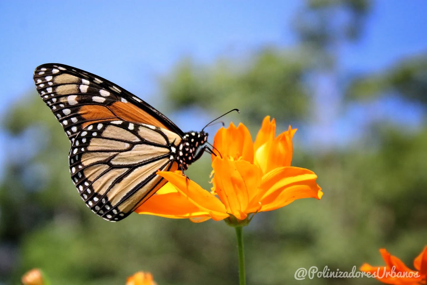 Tiene mas de un año que tome esta foto y curiosamente nunca la subí, aun cuando es una de mis favoritas
Una de las peculiaridades que me ha tocado ver en mis #JardinesPolinizadores son mariposas monarca 𝑫𝒂𝒏𝒂𝒖𝒔 𝒑𝒍𝒆𝒙𝒊𝒑𝒑𝒖𝒔
Todos las conocemos por sus poblaciones migratorias, pero pocos saben que igual existen poblaciones residentes, es decir que se encuentran en una región todo el año
En Chiapas tenemos monarcas residentes, aunque normalmente se registran en lugares como las faldas del volcan tacana. Personalmente me ha tocado verlas en plena zona centrica en mis jardines, son una visita bienvenida.
Cuidemos a nuestras mariposas 🦋
#mariposas #abejas #JardinPolinizador #monarcas #educacionambiental