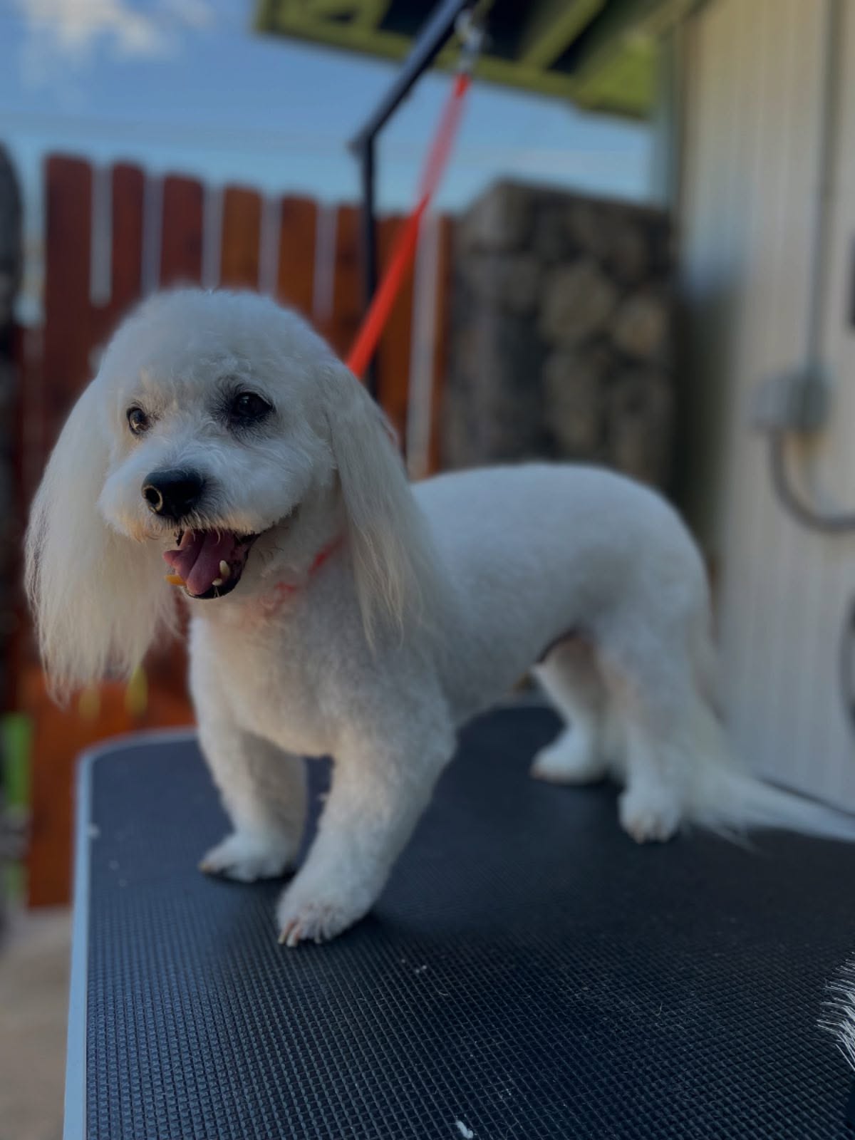 How Often Should I Be Grooming My Dog?
🐕 for Curly Coats, every 4-6 weeks
🐶 for Silky Coats, every 6-8 weeks
🐾 for Double Coats, every 8-10 weeks
🦴 for Smooth Coats, every 8-12 weeks
Is it about time for your next groom? ✂️ Keep your pet feeling their best and smelling even better by putting them on a regular grooming schedule ✨ this is just a guideline, recommended time frames can change based on your pets hairstyle, lifestyle, and more! 💜
📌 Check out the link 🔗in bio to schedule your appointment today!
📞 808-298-7882
#mauihawaii #hawaii #mauidogs #hawaiidogsofinstagram #cotondetulear #cotondetulearsofinstagram #cotonlovers #cotondetuléar #mobilegrooming #doggrooming #mauidoggrooming #mauidogwalking #dogwalking #dogdad #dogmom #dog #doggo #doggie #seniordog #puppy #puppylove #socal #longbeach #california #lbc #doggy #maui