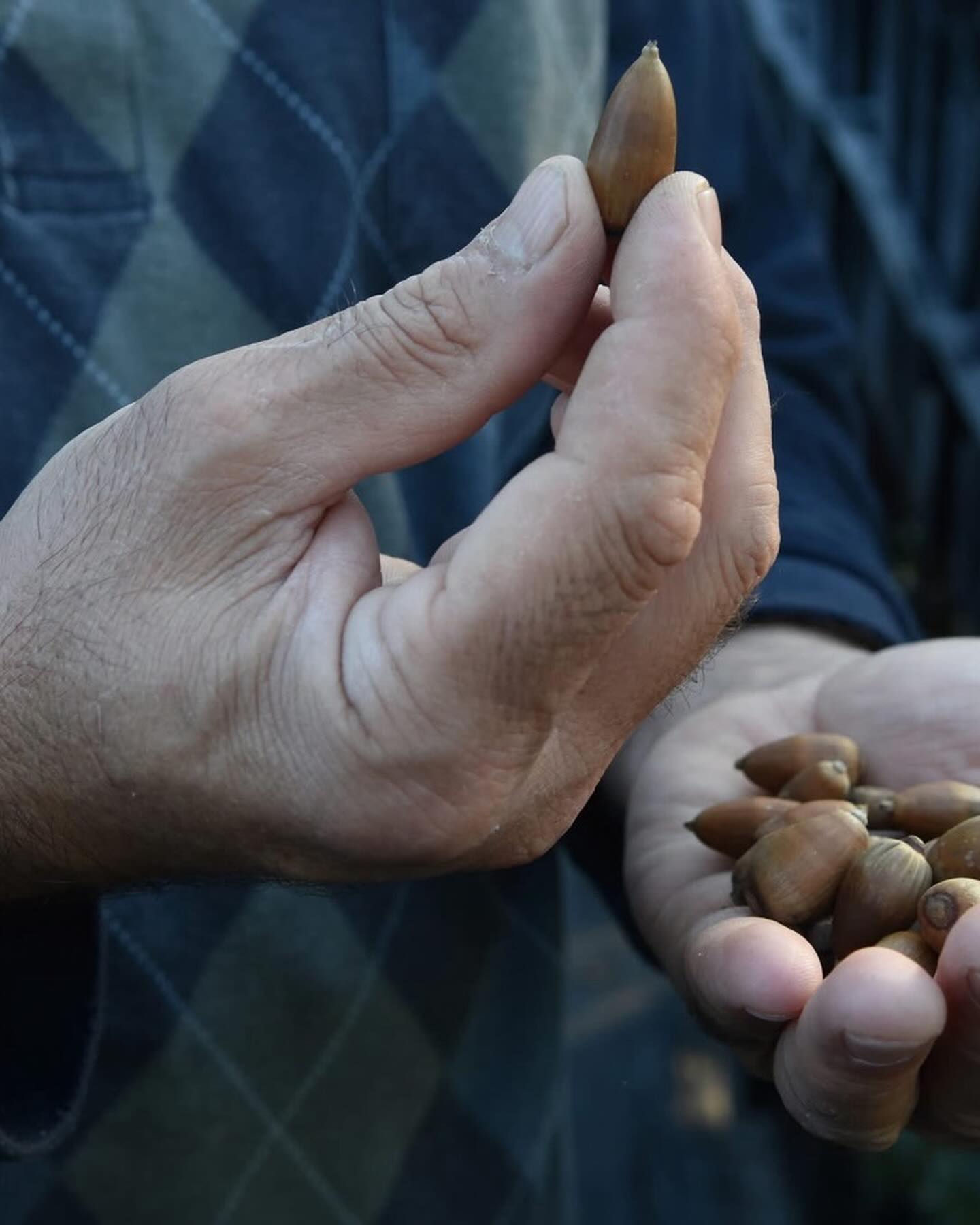 Truffle Farming in the U.S.? Many try. Few succeed.
At Alpine Truffle LLC, we grow perfect, contaminant-free truffle trees — from acorn to harvest in just 6 years. Success isn’t magic; it starts with quality.
#TruffleFarming #AlpineTruffle #Mycorrhizae #HighQualityTrees #SustainableFarming #TruffleGrowers #FarmToTable #AgricultureInnovation