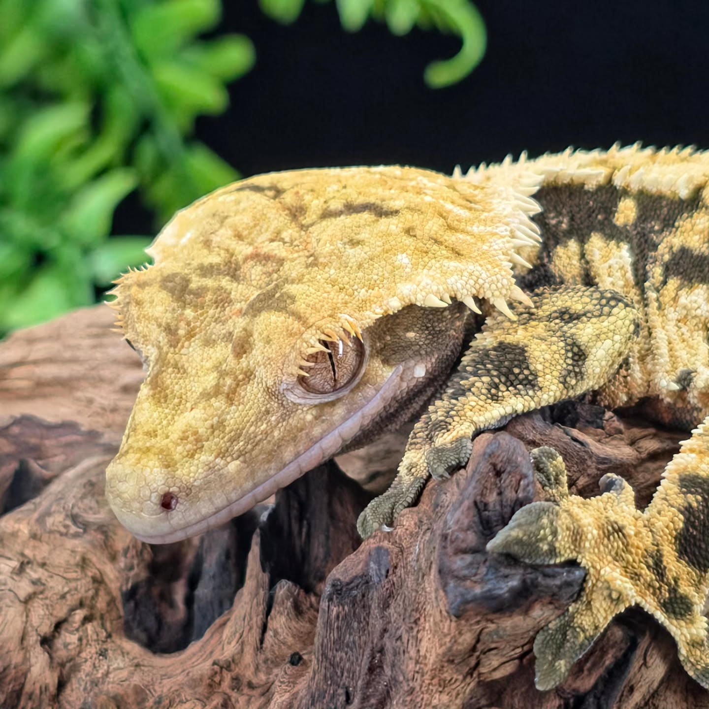 Our Almond boy looking as stunning as always 😍
#crestedgeckosofinstagram #crestedgeckos #crestedgecko #geckosofig #gecko #geckos #reptilelover #reptiles #reptilesofinsta #photography