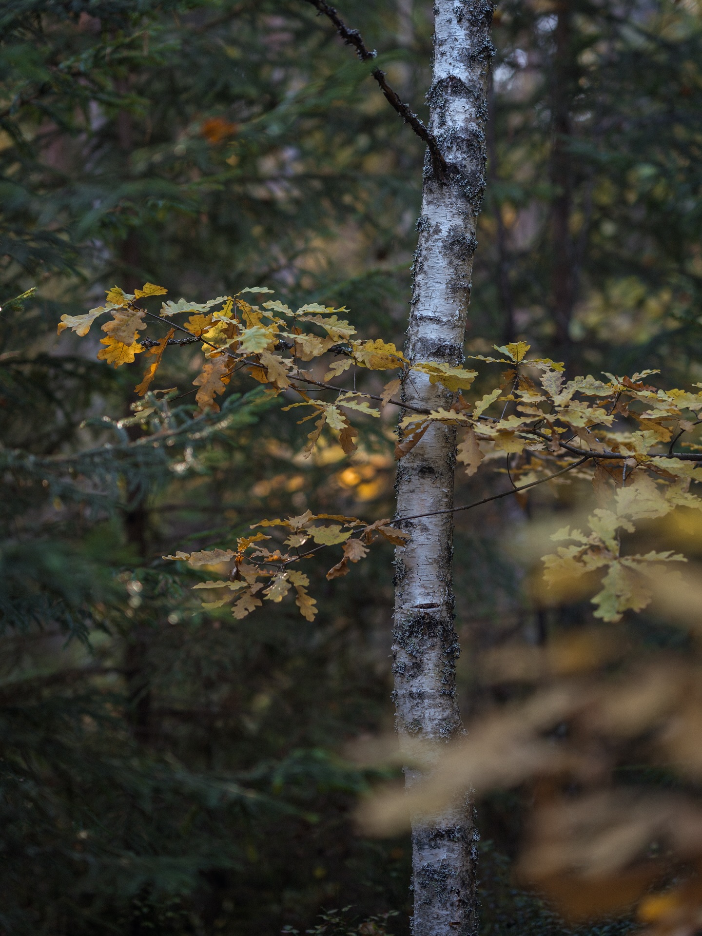 Gorgeous golden October days are here 🌞🍂