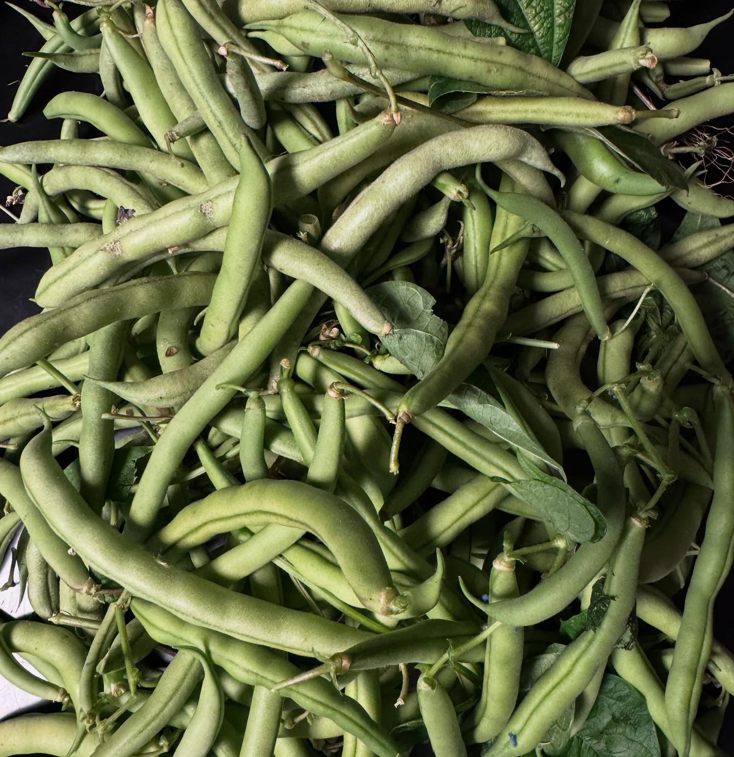 The last of the green bean harvest for this year. Come by and taste the difference of clean local grown produce.