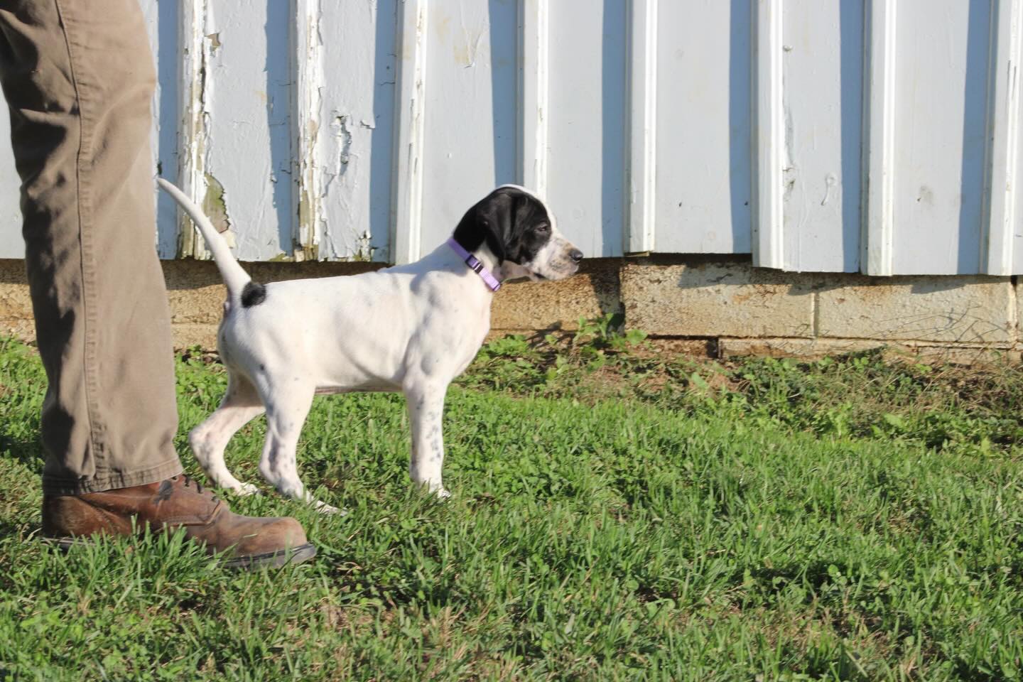 Right on point with this litter. 🐾