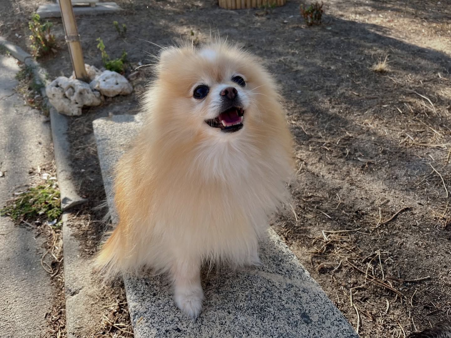 #cuidadoresdeperros #madrid #mascotas #españa #igersmadrid #perros #dogs #dogsofinstagram #perrospequeños #dogslife #dogfriend #fotosdeperros #comoencasa #vacaciones #doglover #pomeranian #chihuahua #caniche #bichón #bichonmaltes #shitzu #shitzulovers #pomerania #pomeraniaespaña #teckel #otoño