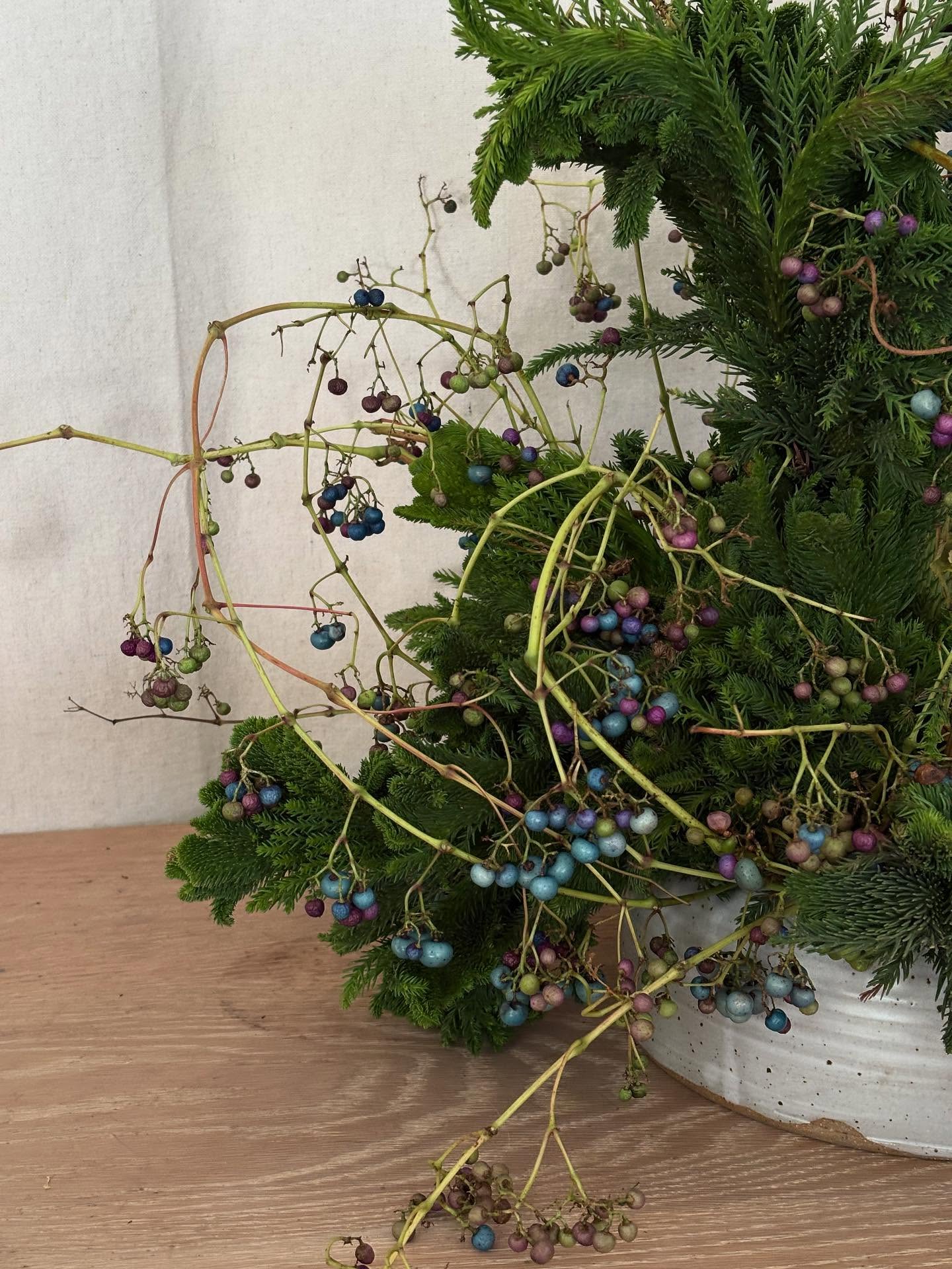 When tumbling vines crawl around the conifers