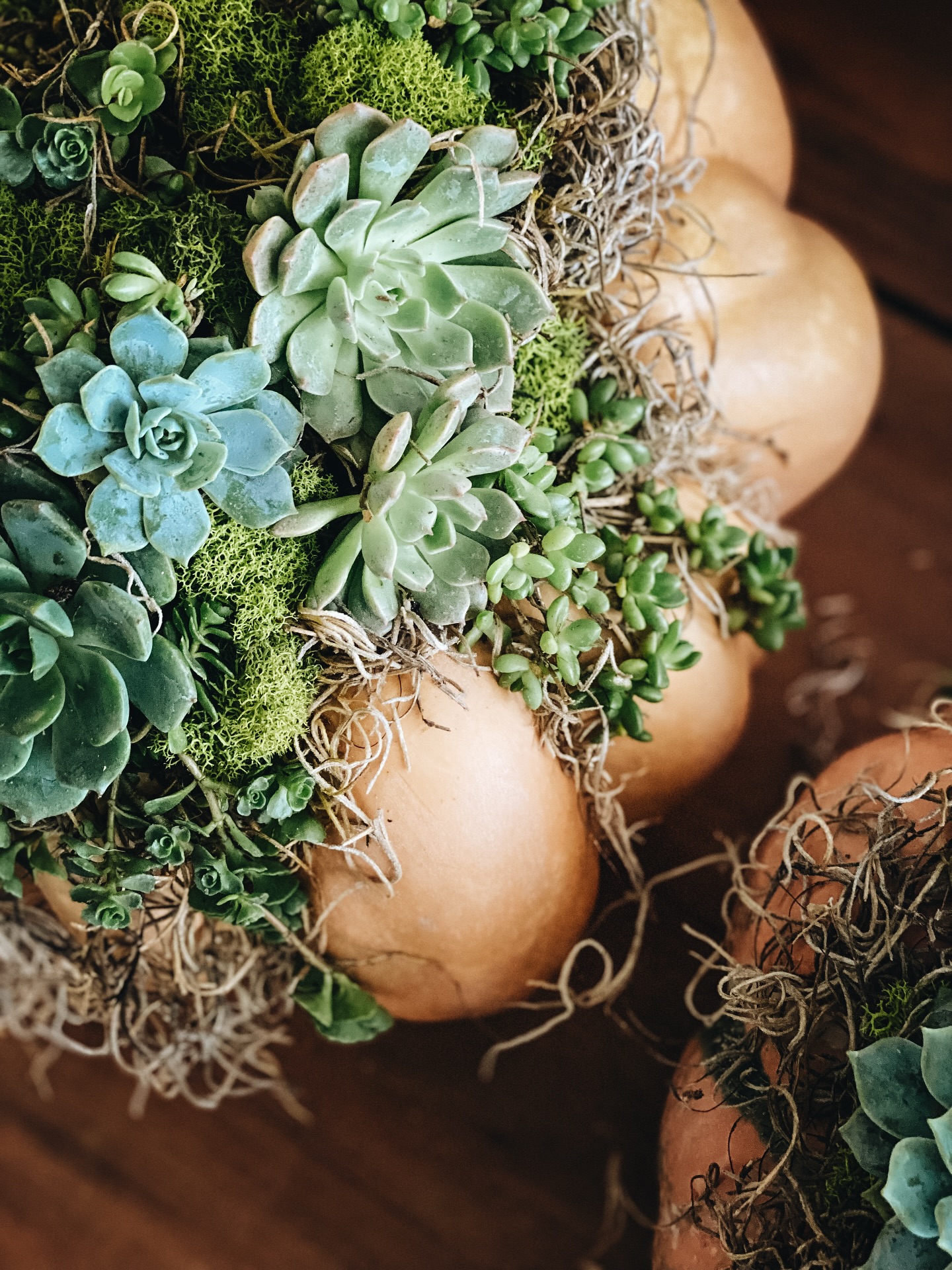Pumpkin Season - succulent pumpkins 🍂 #chezlucolette #folkmodernhome #floristry #seasonaldesign #holidayhome #frontporchdecor