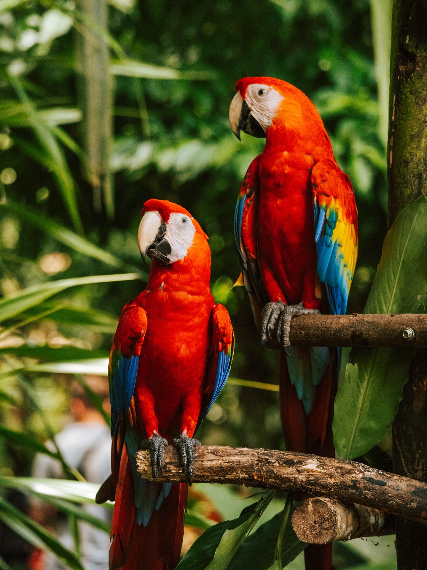 Wer ein kleiner birdie so wie ich ist, sollte unbedingt mal nach Costa Rica reisen. Es gibt so viele bunte und verschiedenste Vögel und zum Teil machen sie so witzige Geräusche. Ein Traum wurde war als wir Aras sehen konnten. 😍 Wir hatten das Glück die Grünen Soldaten Aras zu sehen und auch die roten Scharlach Aras. Sie leben nämlich an unterschiedlichen Küsten, die Grünen leben nur an der Karibik Küste und die roten an der Pazifik Küste.
Highlight war dann das wir im Santa Elena Nebelwald Queztals (Bild 4) zu sehen. 🧡 Man braucht sehr viel Glück diese besonderen Vögel zu entdecken, viele haben noch nicht mal Glück bei einer geführten Tour einen zu entdecken. Und wir hatten das Glück am späten Nachmittag welche zu sehen und das auf eigene Faust. 🥹 und das nur weil ich mir vorher stundenlang den Ruf des Queztal angehört habe. Als wir in dem dichten nebelwald standen, hörte ich den unverkennbaren und einzigartigen Gesang und wenig später entdeckten wir ihn im Baum sitzen. Definitiv ein Highlight der Reise. Aber auch alle anderen Vögel und Papageien, waren sehr cool und es gibt sooo viele Kolibris.
Seid ihr auch so Vogelbegeistert wie wir? Welche wunderschönen oder besonderen Vögel habt ihr schon gesehen ?
#wildtierfotografie #vogelfotografie #costaricawildlife