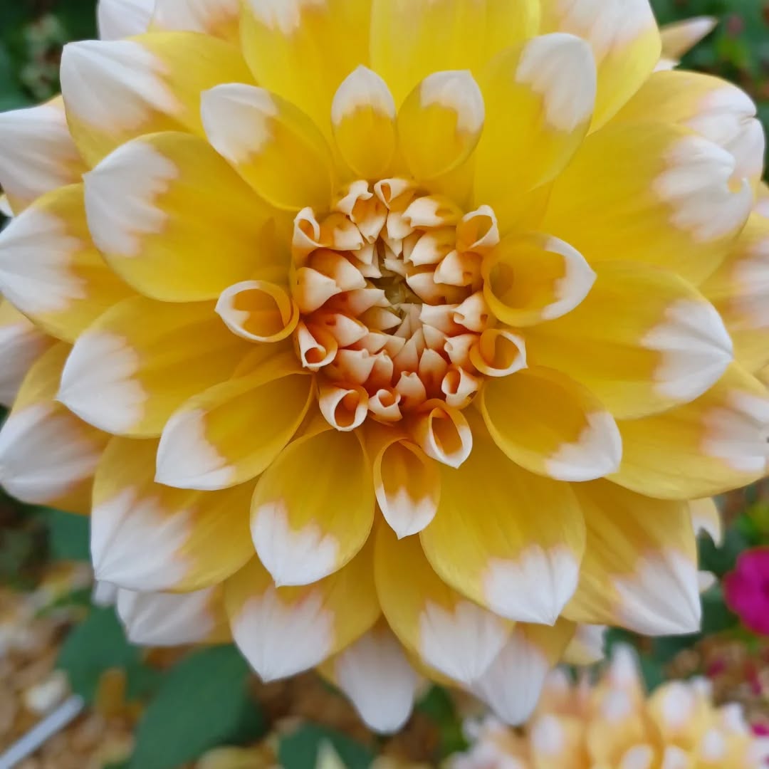 The autumn garden is filled with contradiction, with ecstatic bursts of life and solemn passages. I'm grateful for the simplicity of the harvest and the companionship of the birds as we all prepare for winter. #autmnđ #gardening #outdoorlife