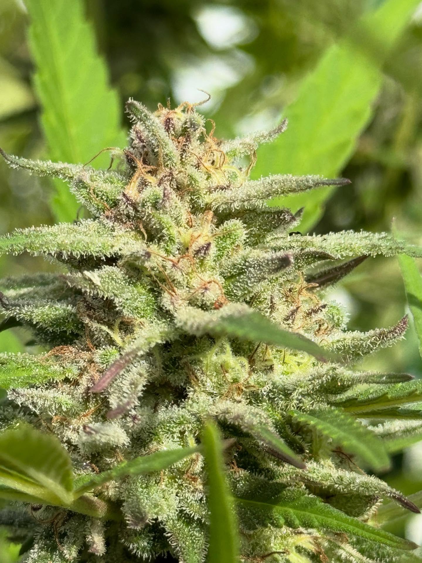 This is The Mother Blueberry God Bud that till this day is unreleased by The Grass Menagerie.
Only a couple close friends have the cut/seeds and the seeds were only ever gifted or traded.
This plant reeeks of Sweet Blueberry 🫐 and Wet wipes, or like a windex type sting.
It takes 57-65 days to flower. It is a MASSIVE yielder. BIG plant. 2x stretch. Very frosty. All around beautiful plant to grow. 0 Pm issues or botrytis. Turns beautiful colors at the end of flower.
Very nostalgic Blueberry smoke! We used a 98’ Blueberry to take the pollen of an early 2000’s GodBud. I then S1’ed the hunted selection. And the mother pictured here is the S1.
I ended up losing the F1 mother with jumping from grow to grow during difficult times.
This mother is holding Lyrian Lab’s MAIN December release: Qemical Blue.
More on that later!
Hope everyone is having a wonderful start to the harvest season!
One love! 💜🧙♂️