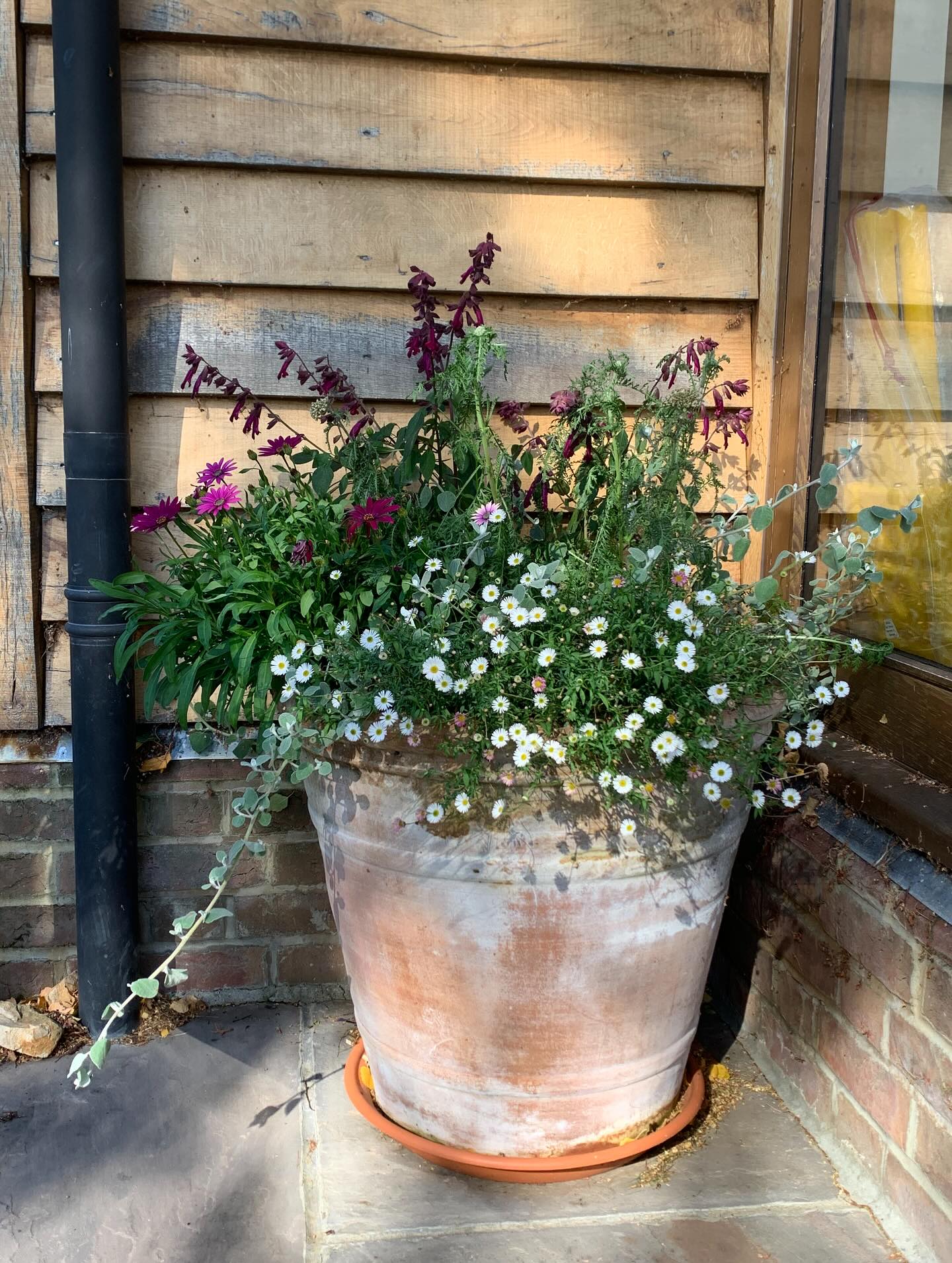 Loving how this pot is looking now - the dry summer hit it a bit but it’s bounced back now.
#highamwoodgardens #gardenertonbridge #gardeningtonbridge #gardening #gardensofinstagram #englishgardens #beefriendly #plantlife #garden #flowers #gardenideas #containergarden #pinkflowers #salvia #erigeron #osteospermum